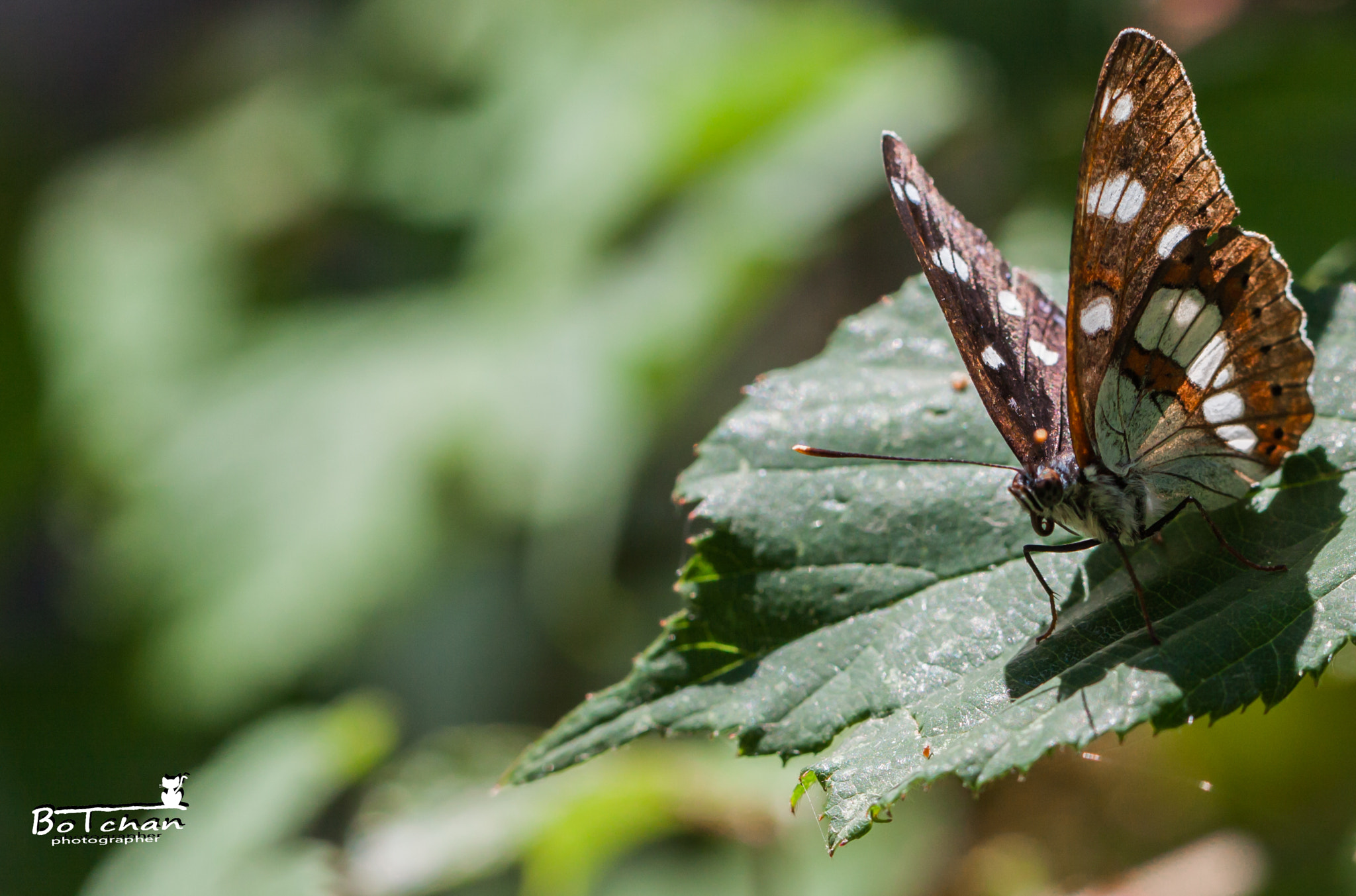 Canon EOS 50D + Canon EF 100mm F2.8L Macro IS USM sample photo. My next move is ....... photography