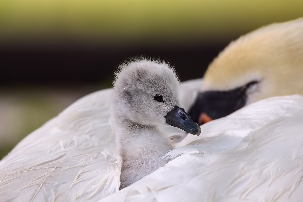 Tamron SP 150-600mm F5-6.3 Di VC USD sample photo. ***swan with chick*** photography