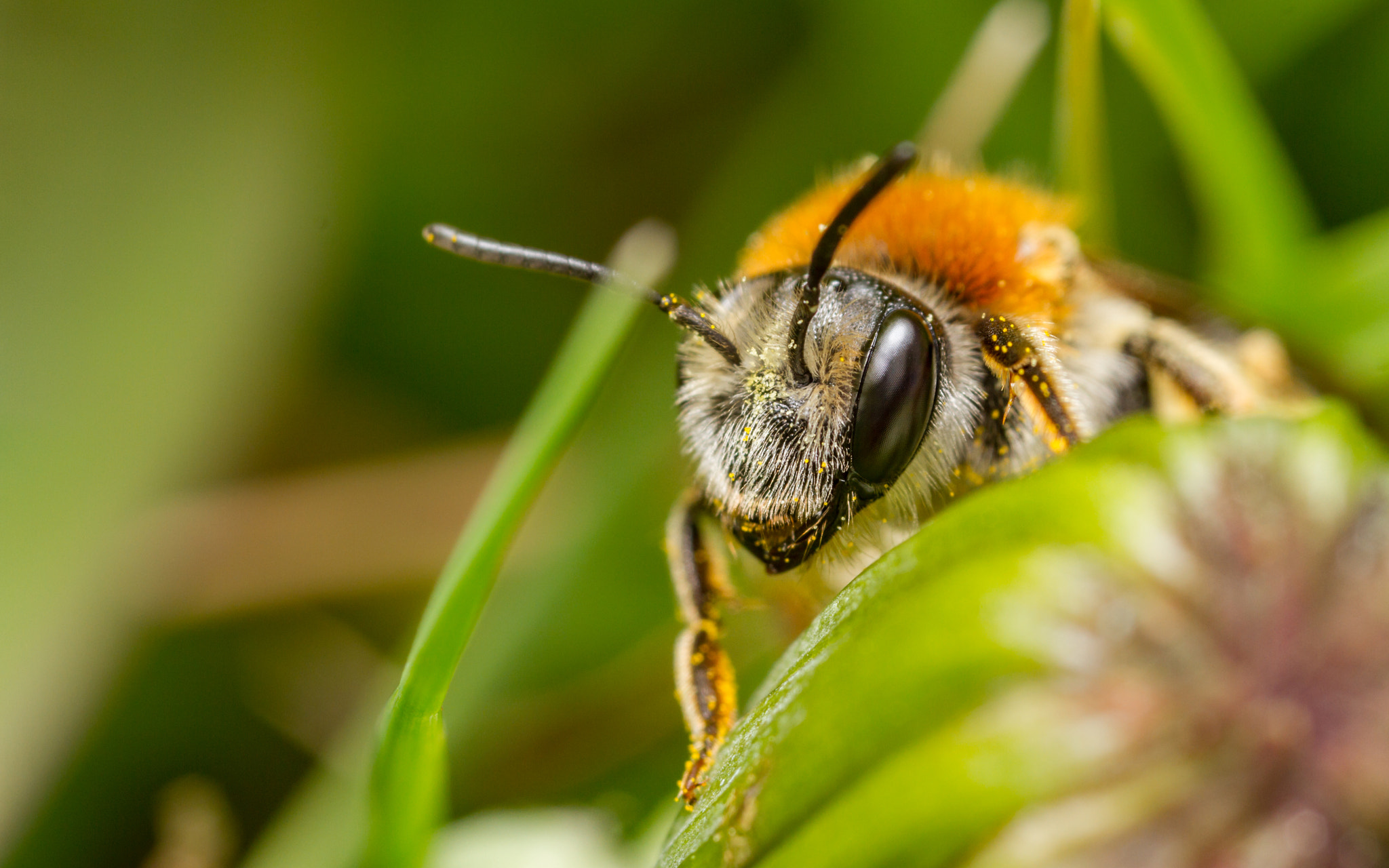 Canon MP-E 65mm F2.5 1-5x Macro Photo sample photo. Andrena haemorrhoa photography