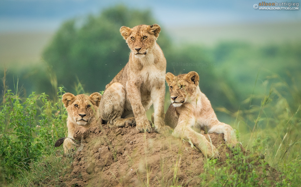 Canon EF 200-400mm F4L IS USM Extender 1.4x sample photo. Lion trio photography