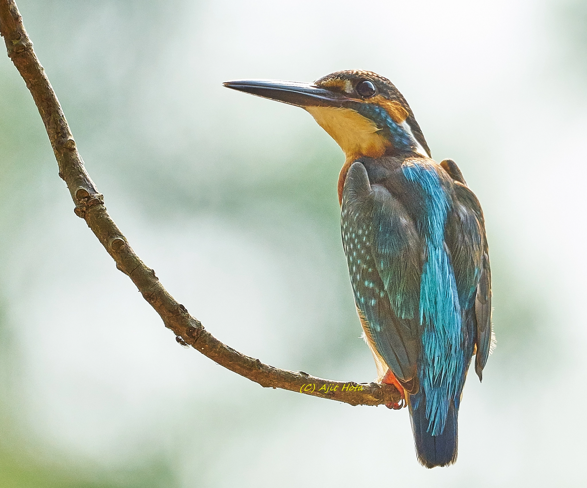 Sony ILCA-77M2 sample photo. The common kingfisher photography