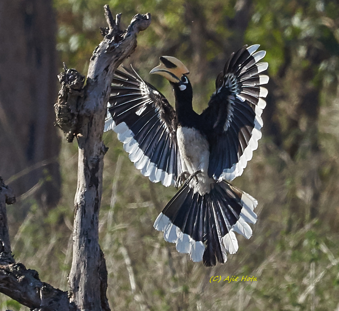 Sony a99 II + Sony 70-400mm F4-5.6 G SSM II sample photo. The oriental pied hornbill photography