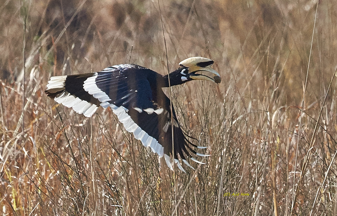 Sony 70-400mm F4-5.6 G SSM II sample photo. The oriental pied hornbill photography