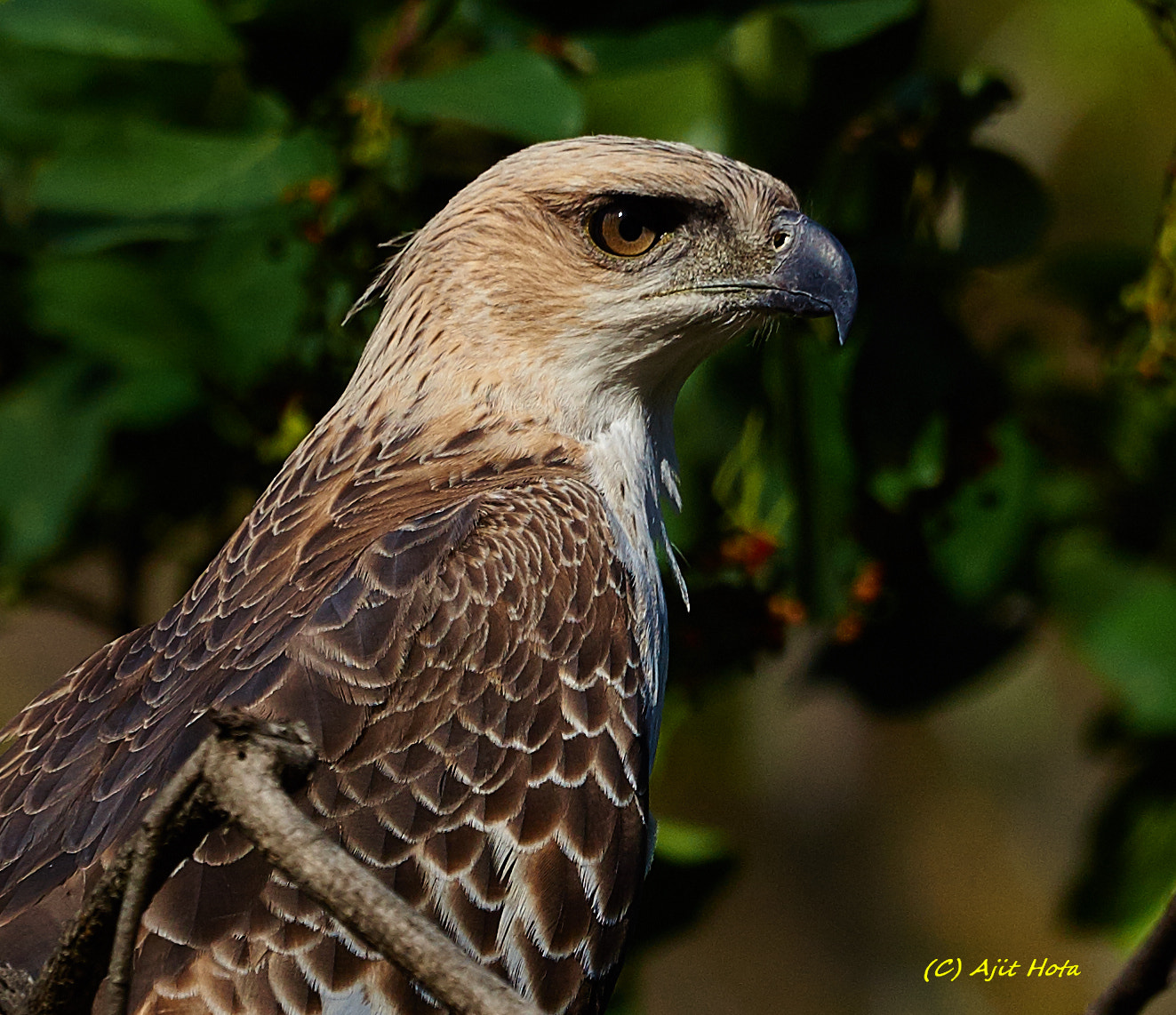 Sony a99 II + Sony 70-400mm F4-5.6 G SSM II sample photo. Crested hawk eagle photography