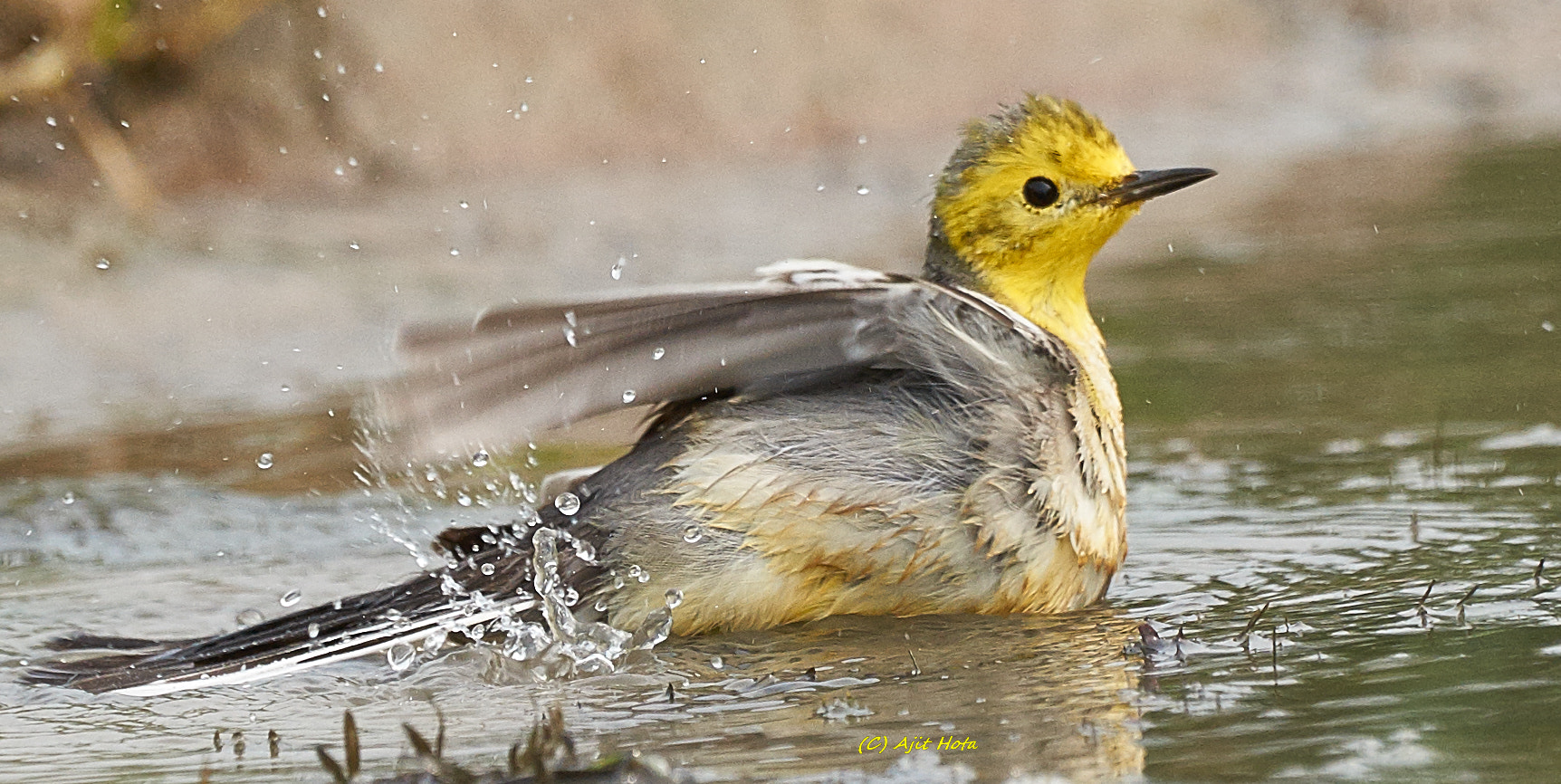 Sony a99 II + Sony 70-400mm F4-5.6 G SSM II sample photo. Citrine wagtail photography