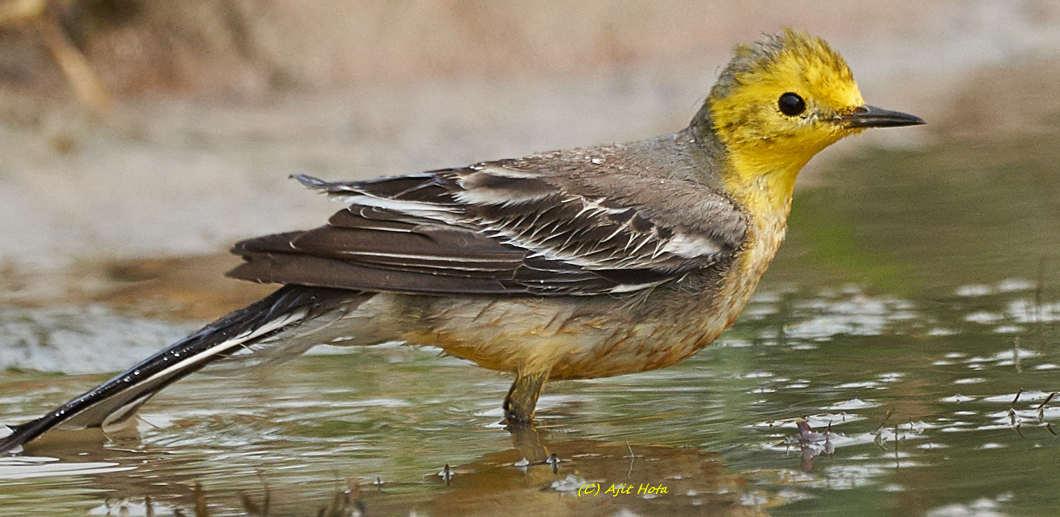 Sony a99 II + Sony 70-400mm F4-5.6 G SSM II sample photo. Citrine wagtail photography