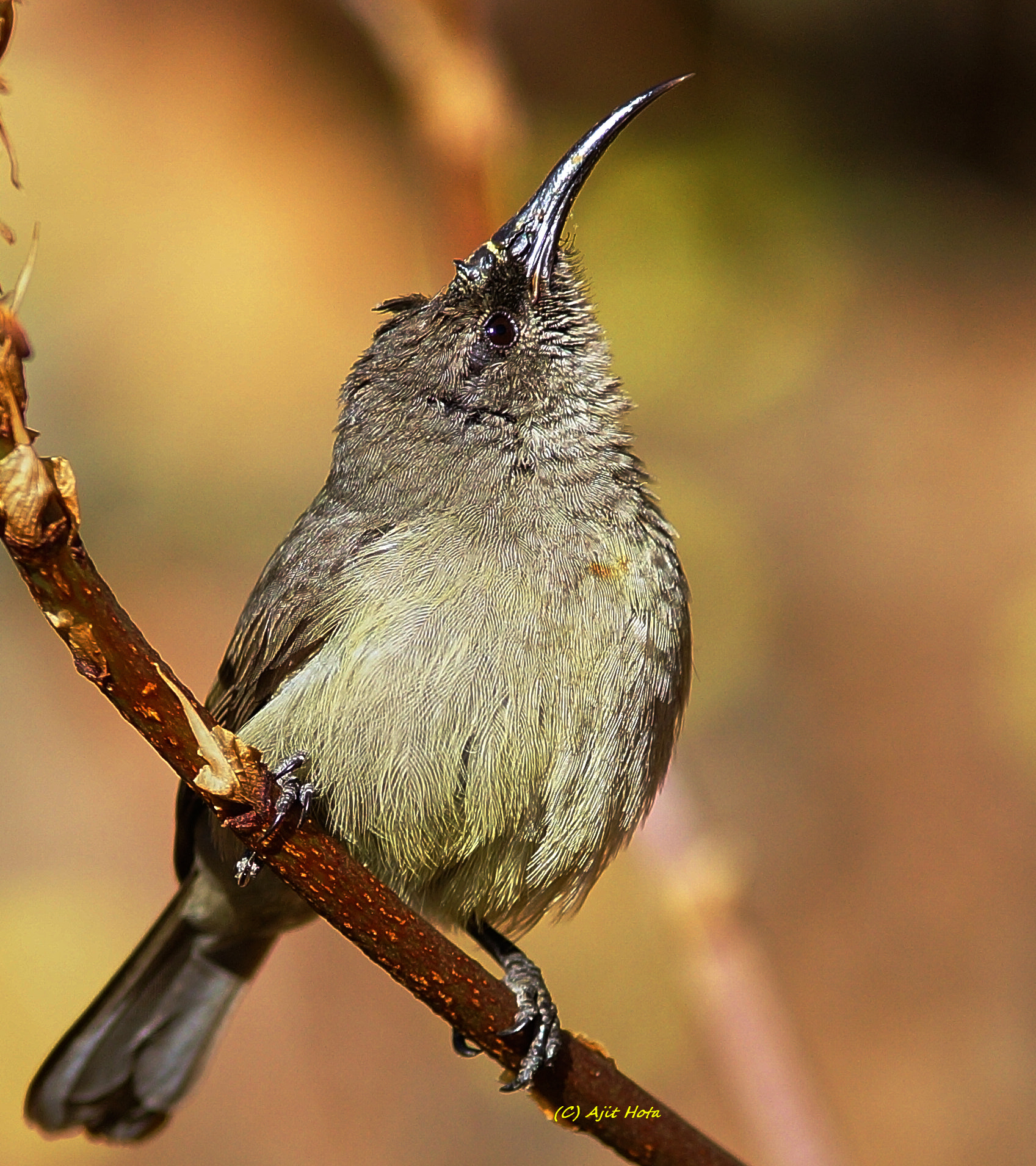 Sony a99 II + Minolta AF 200mm F2.8 HS-APO G sample photo. Purple-rumped sunbird photography