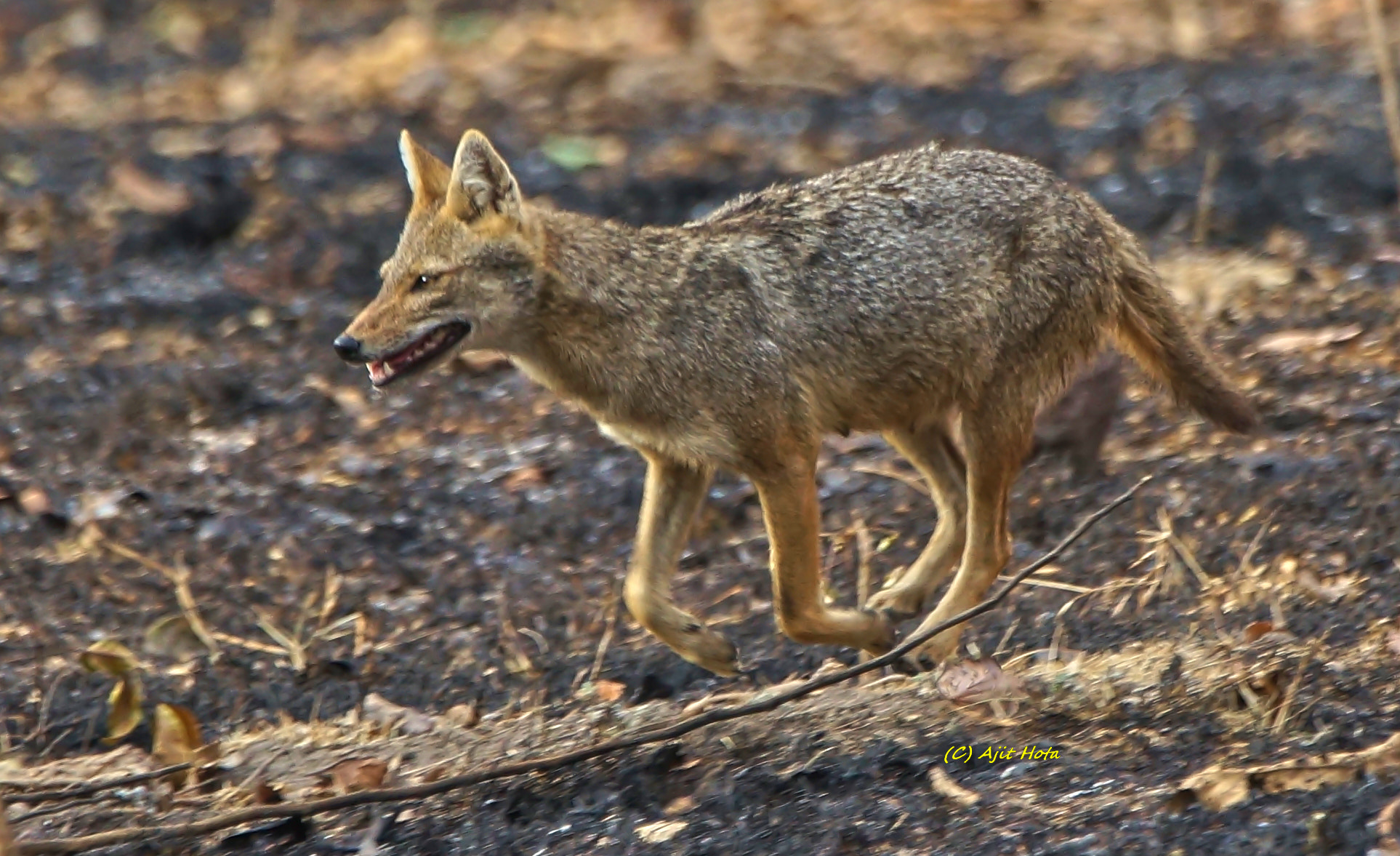 Sony a99 II + Sony 70-400mm F4-5.6 G SSM II sample photo. Indian jackal photography