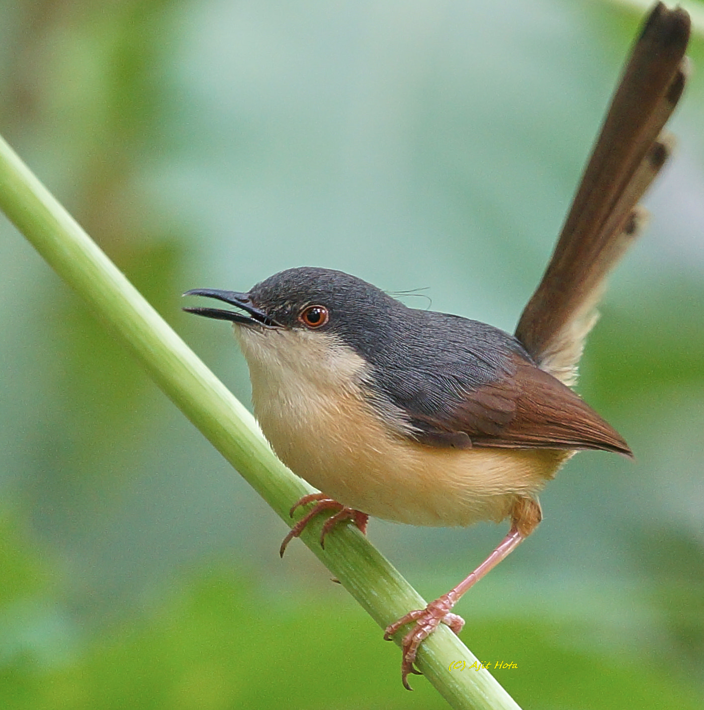 Sony a99 II + Sony 70-400mm F4-5.6 G SSM II sample photo. Ashy prinia photography