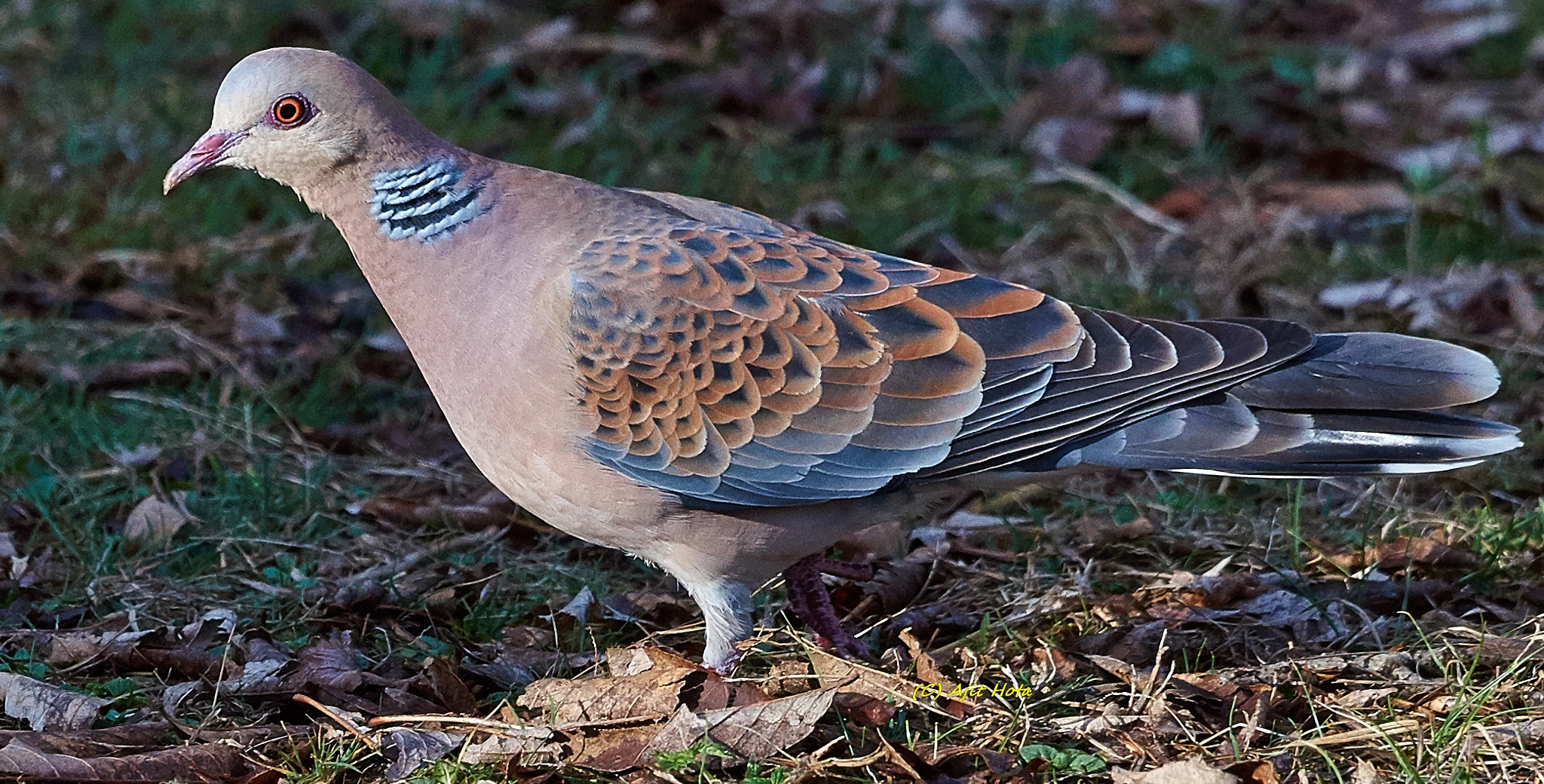 Sony a99 II + Sony 70-400mm F4-5.6 G SSM II sample photo. The oriental turtle dove photography