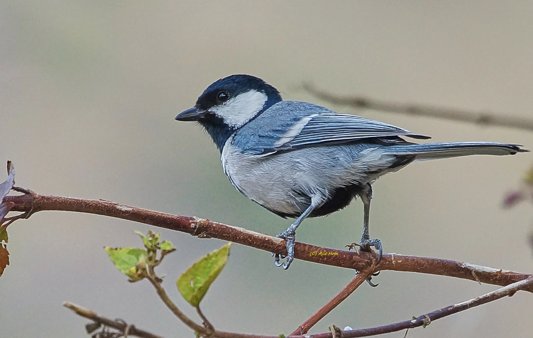 Sony a99 II + Sony 70-400mm F4-5.6 G SSM II sample photo. The great tit photography