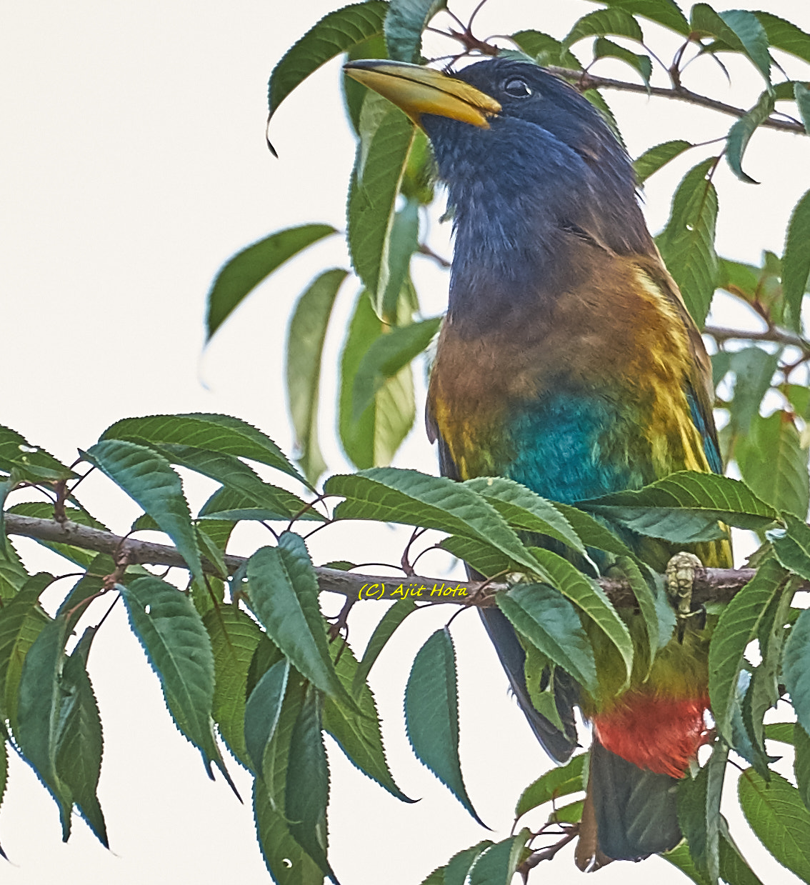 Sony a99 II + Sony 70-400mm F4-5.6 G SSM II sample photo. The great barbet photography