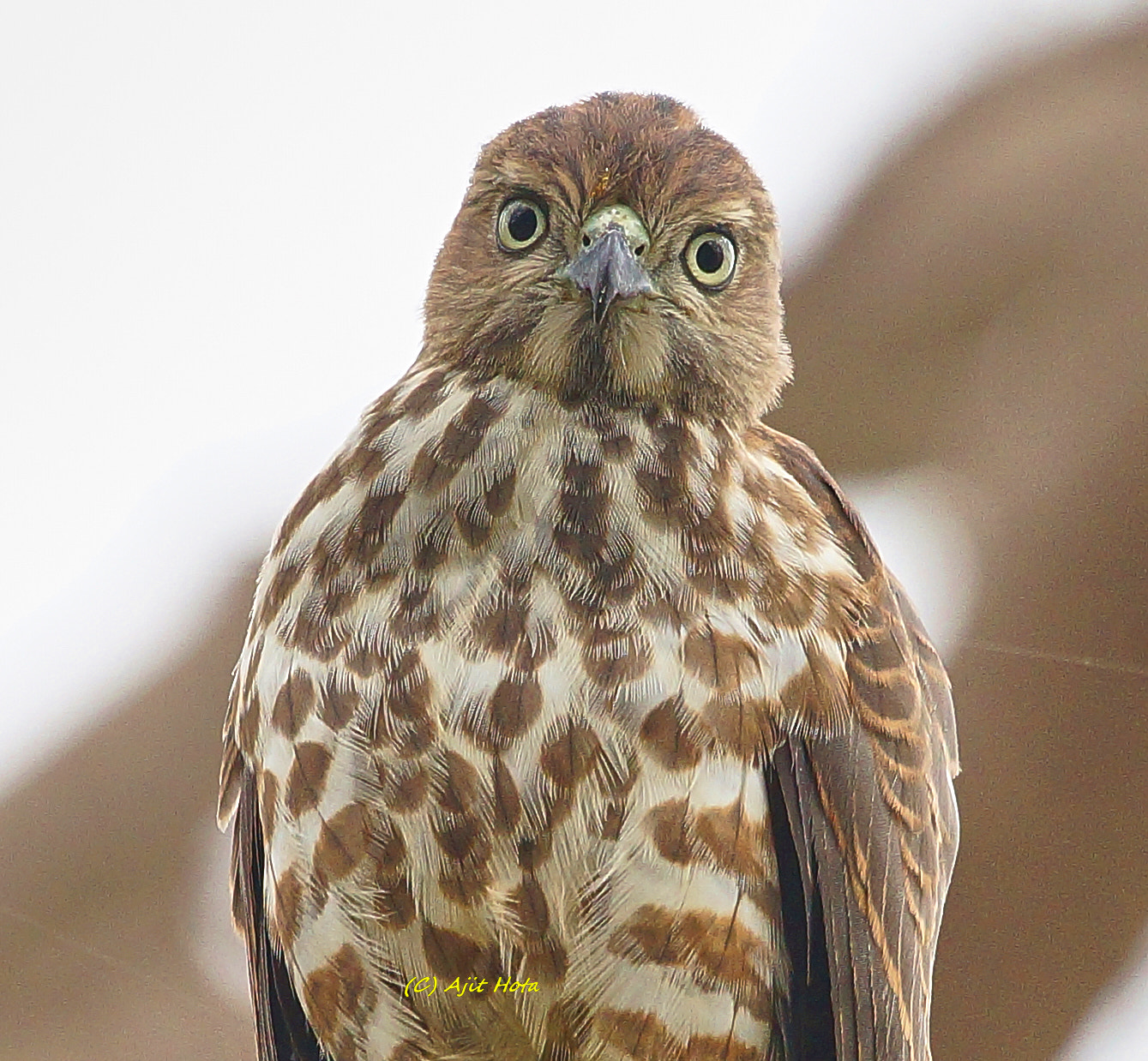 Sony a99 II + Sony 70-400mm F4-5.6 G SSM II sample photo. Portrait of the shikra photography