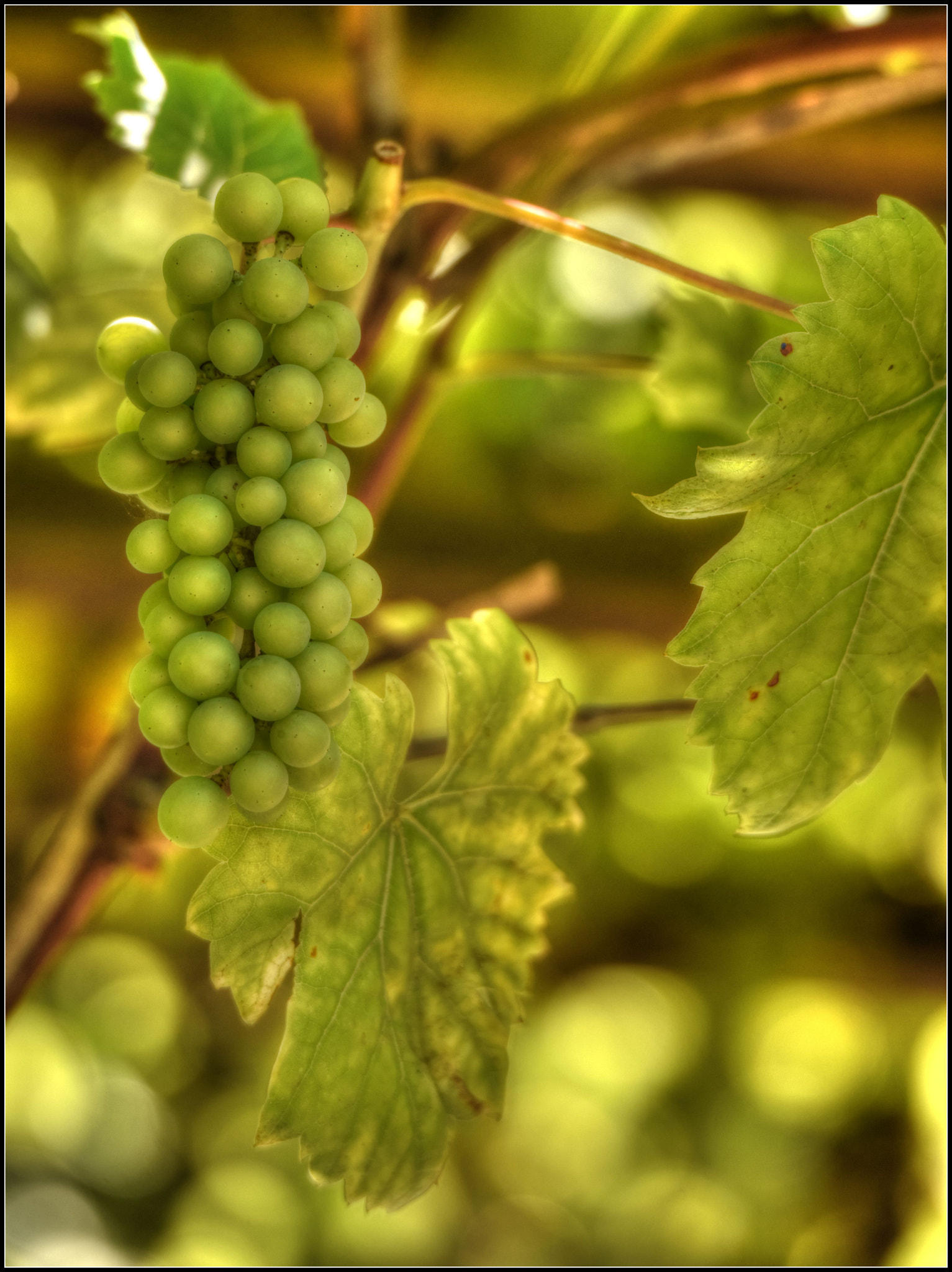 Sigma 50-500mm F4.5-6.3 DG OS HSM sample photo. Nicht mehr lange bis zur ernte photography