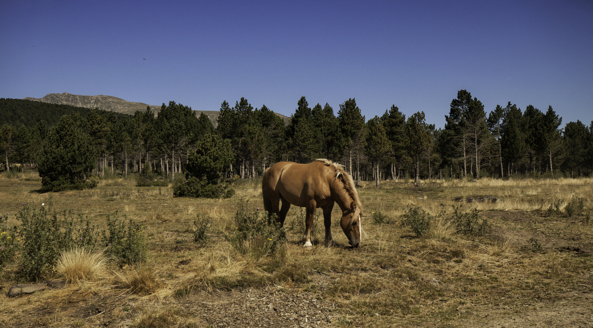 Nikon D5000 sample photo. The horse photography