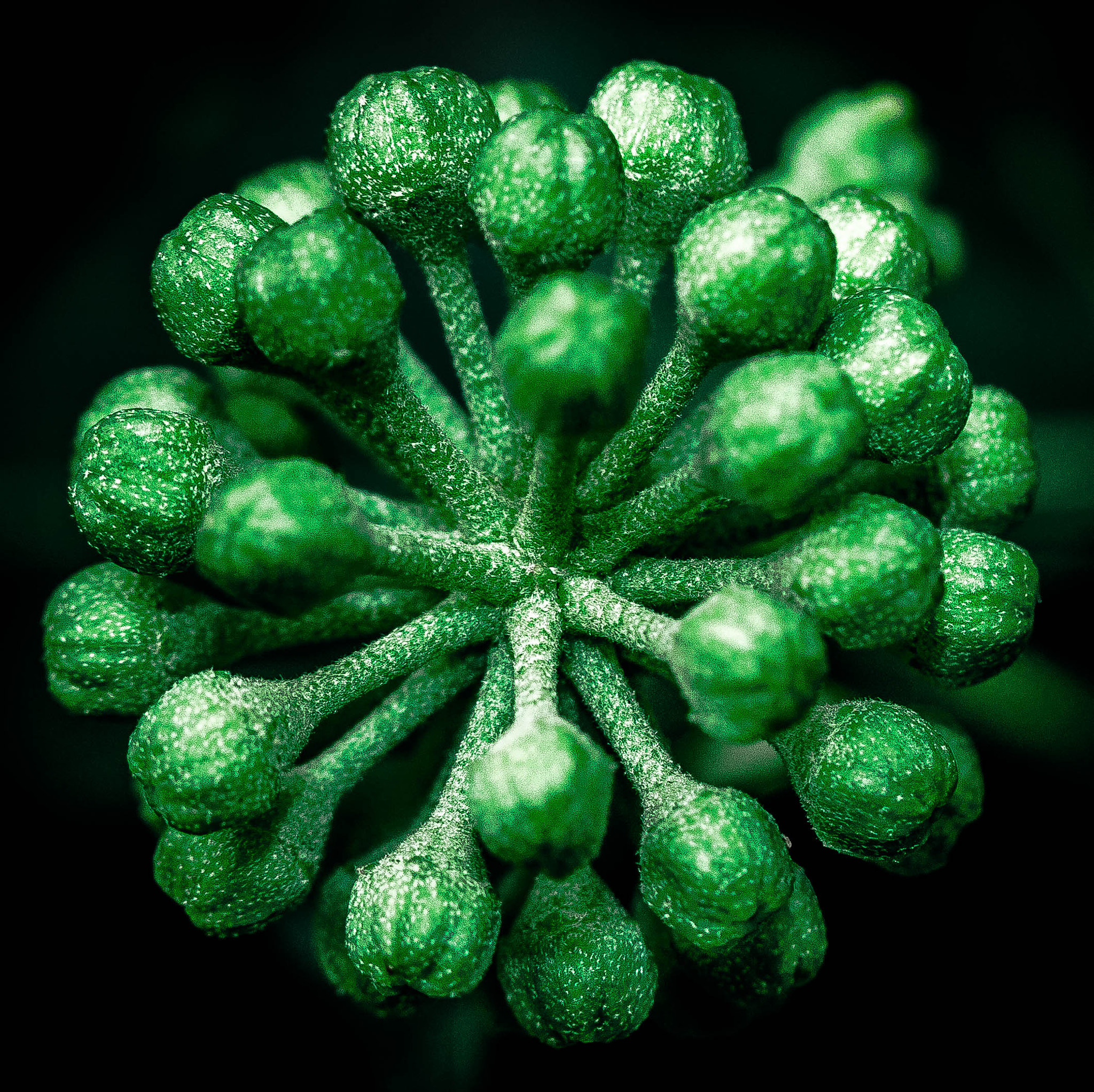 Canon EF-S 60mm F2.8 Macro USM sample photo. Green photography