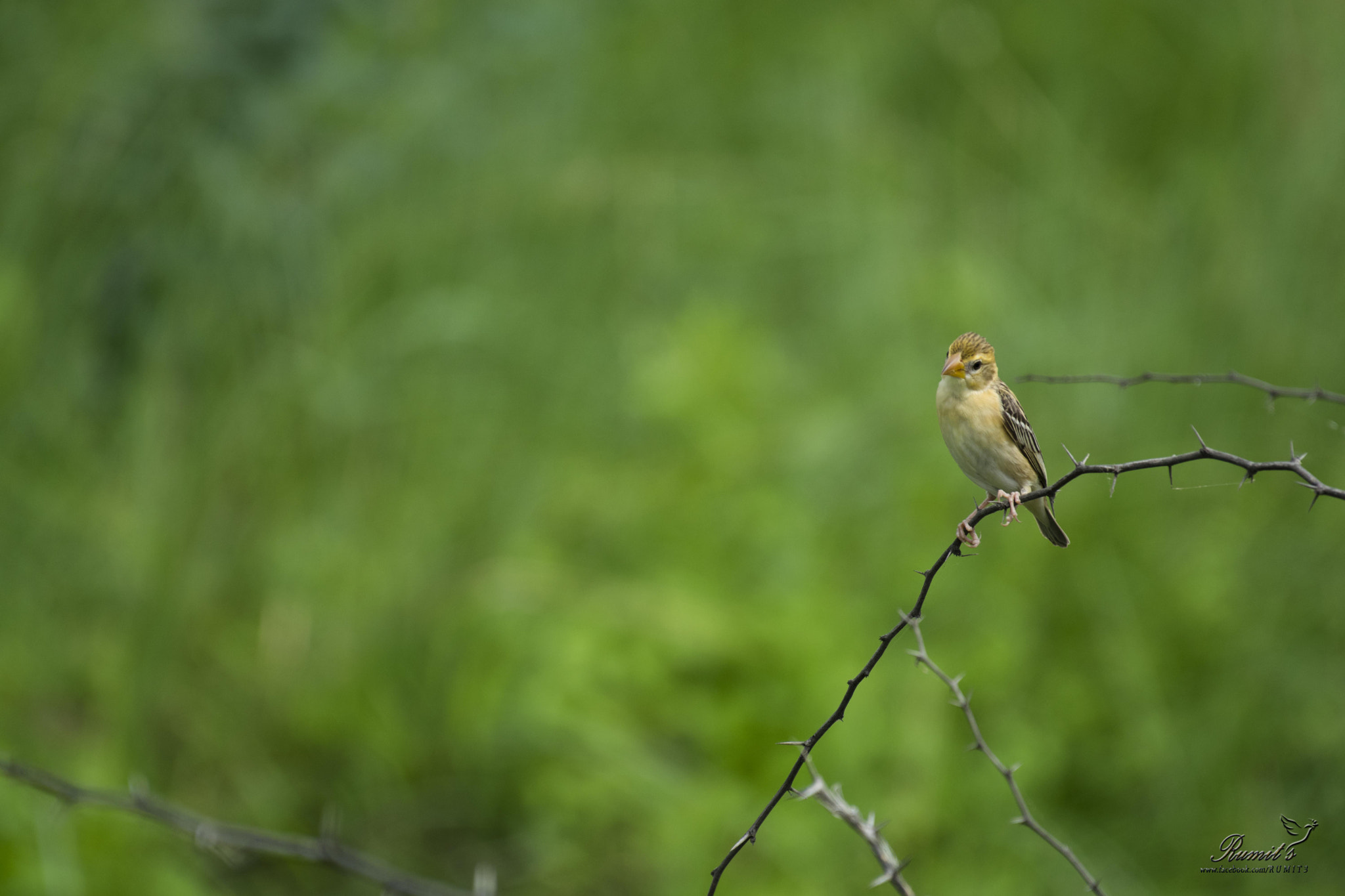 Nikon AF-S Nikkor 200-500mm F5.6E ED VR sample photo. #baya_weaver_female photography