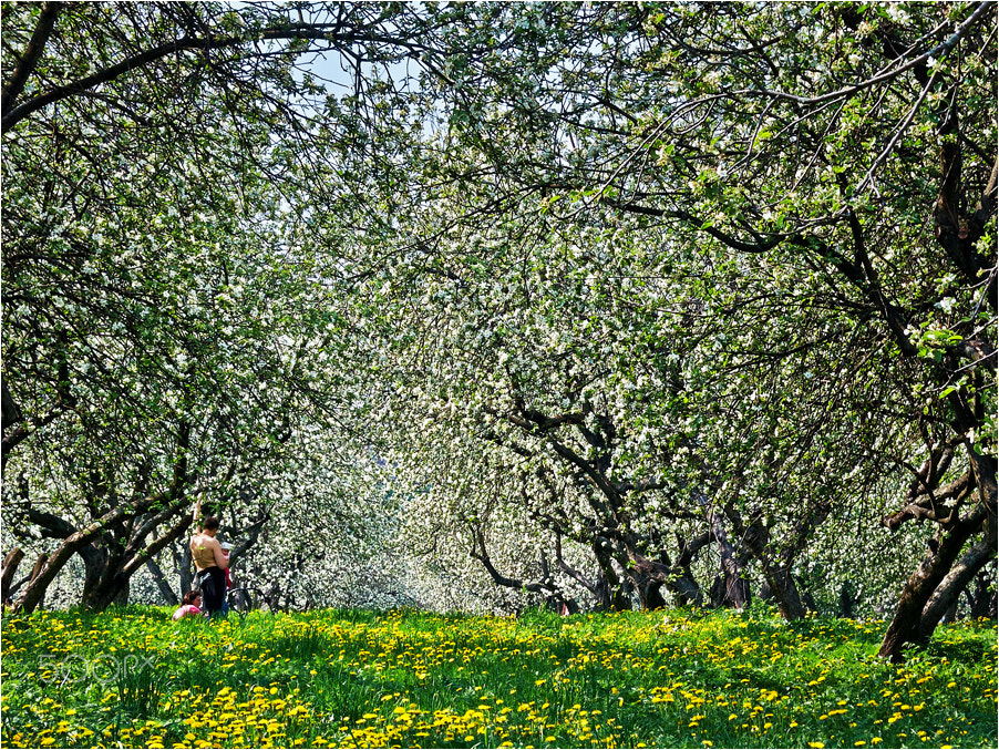 Canon POWERSHOT G5 sample photo. яблоневый сад в цвету photography