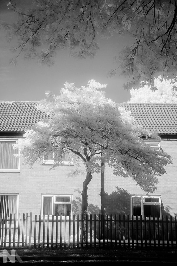 Canon EOS 400D (EOS Digital Rebel XTi / EOS Kiss Digital X) sample photo. In front of a house, behind a fence photography