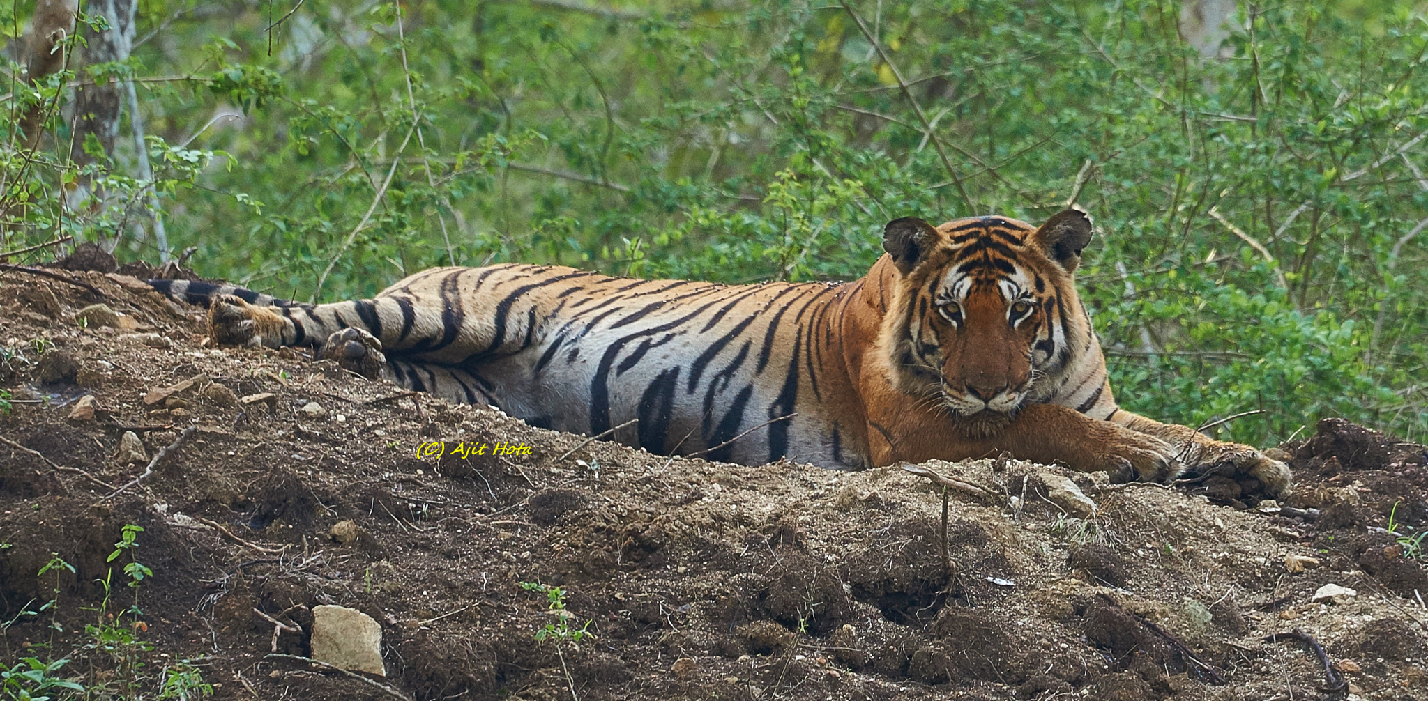 Sony a99 II + Sony 70-400mm F4-5.6 G SSM II sample photo. Tiger photography