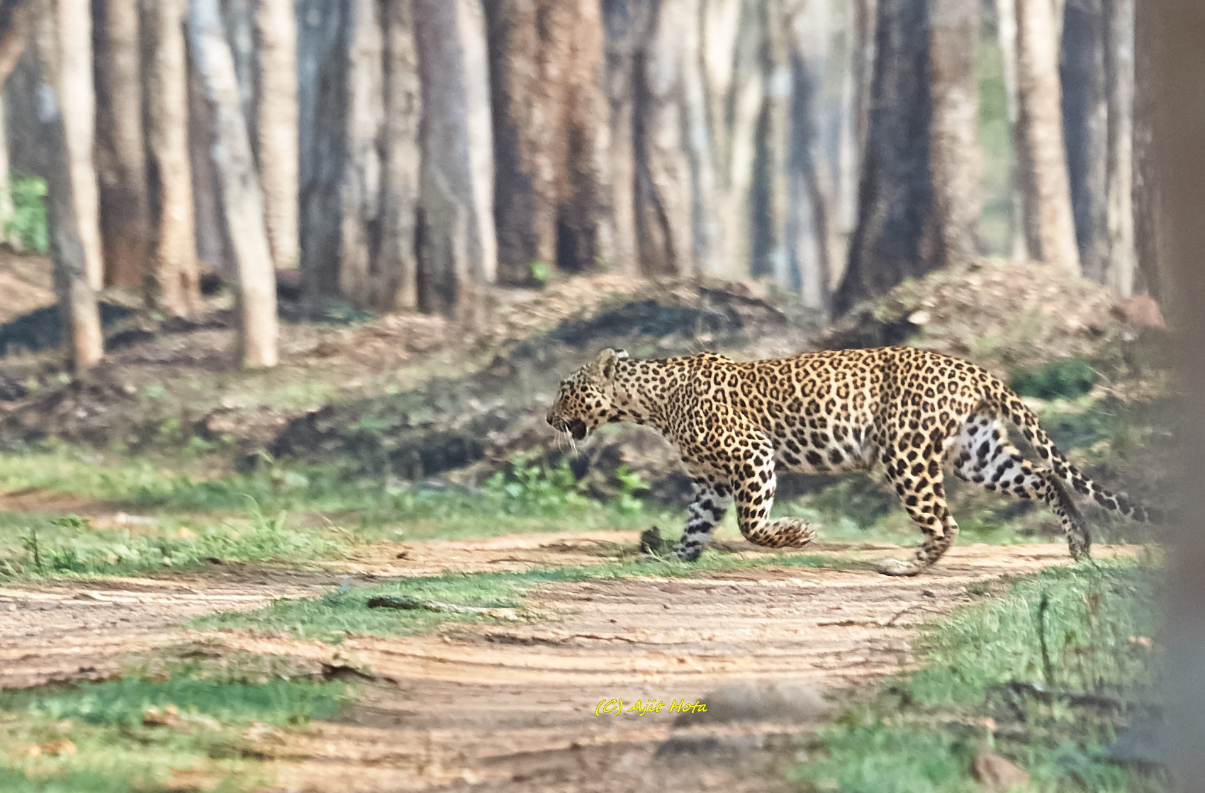 Sony a99 II + Sony 70-400mm F4-5.6 G SSM II sample photo. Female leopard. photography