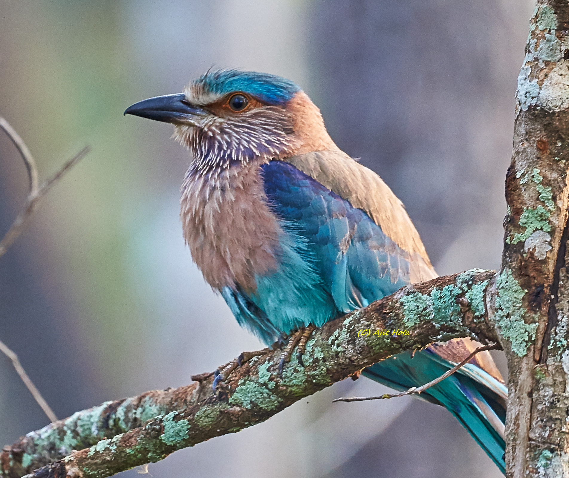 Sony a99 II + Sony 70-400mm F4-5.6 G SSM II sample photo. Indian roller photography