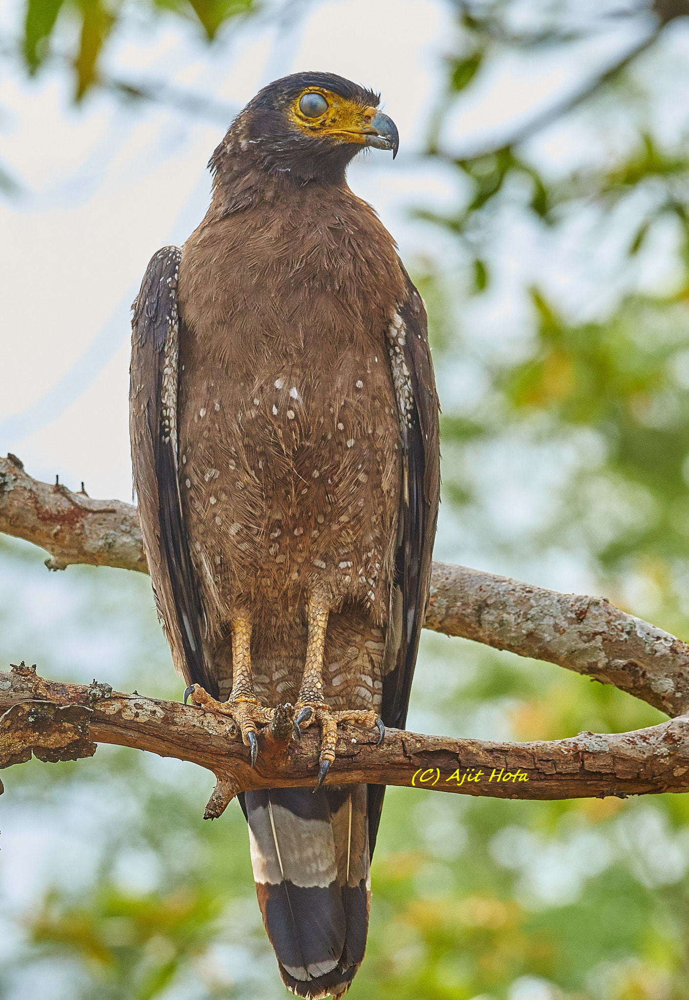 Sony a99 II + Sony 70-400mm F4-5.6 G SSM II sample photo. Crested serpent eagle photography