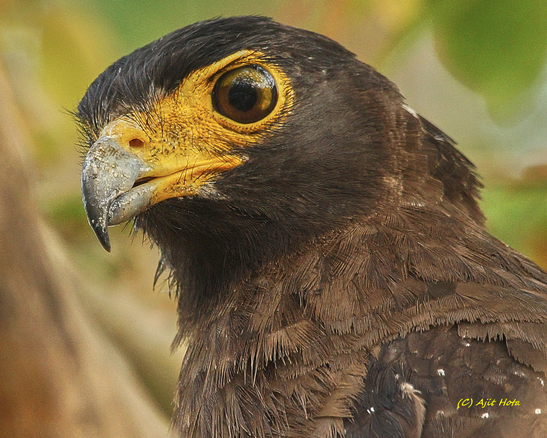 Sony a99 II + Sony 70-400mm F4-5.6 G SSM II sample photo. Crested serpent eagle photography