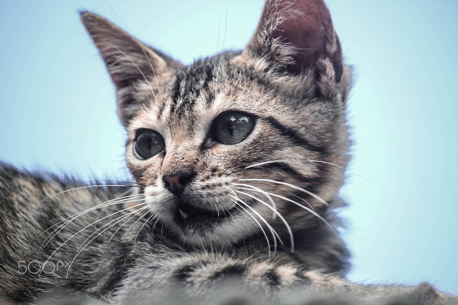 Canon EF-S 55-250mm F4-5.6 IS STM sample photo. Cat photography