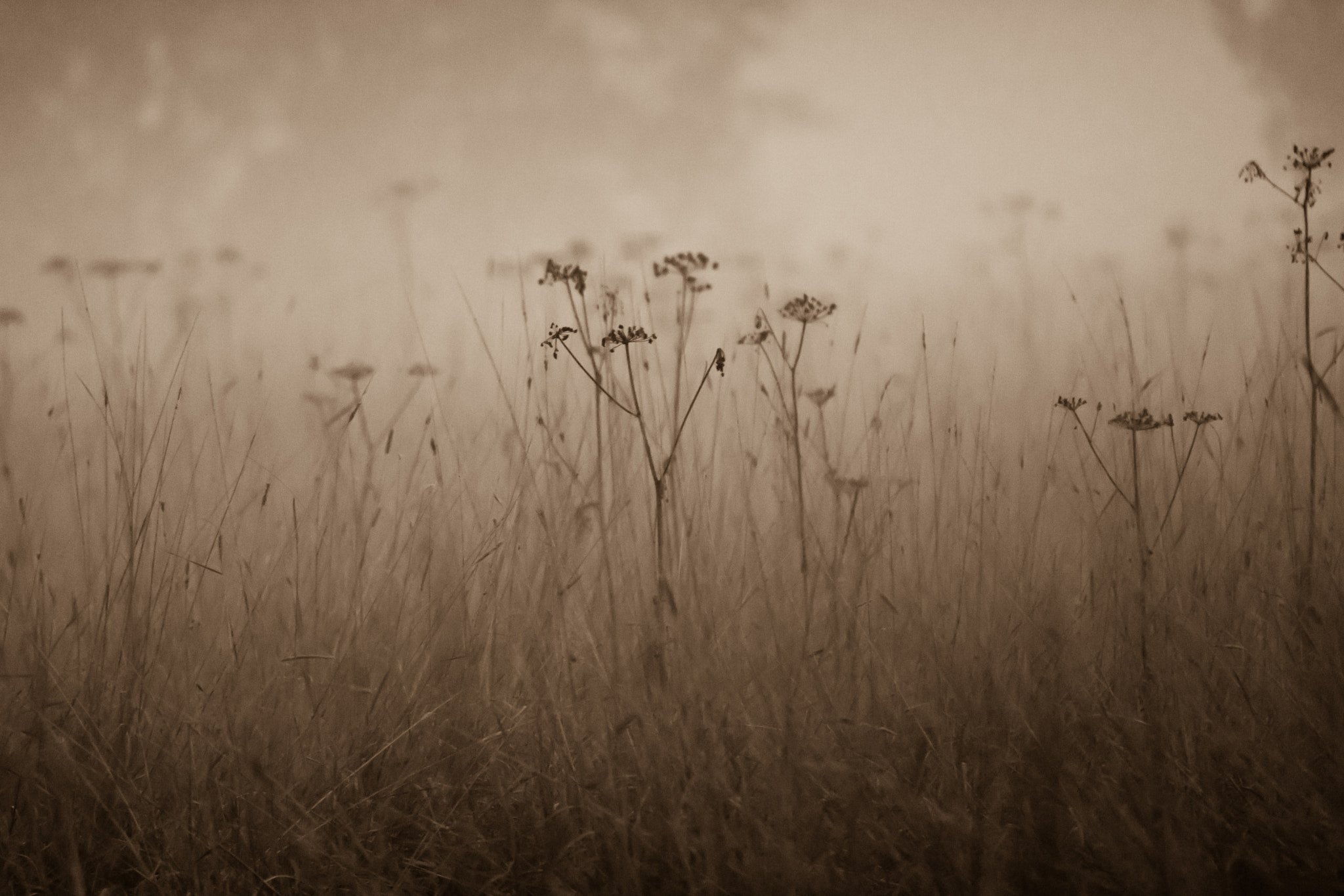 Sony FE 70-300mm F4.5-5.6 G OSS sample photo. Autumn has arrived photography