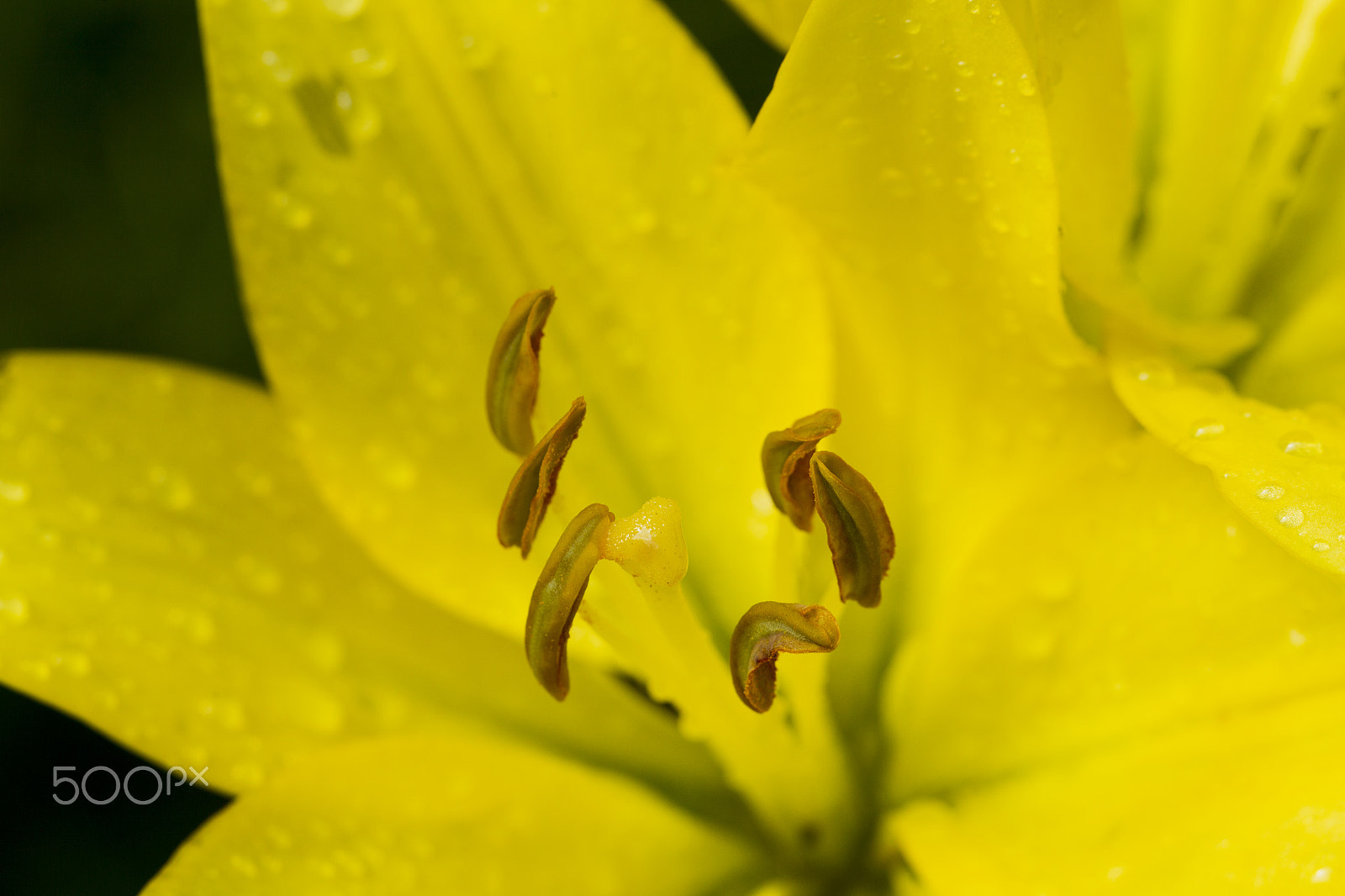 Canon EOS-1D Mark IV + Canon EF 100mm F2.8L Macro IS USM sample photo. Yellow lily flower with raindrops photography