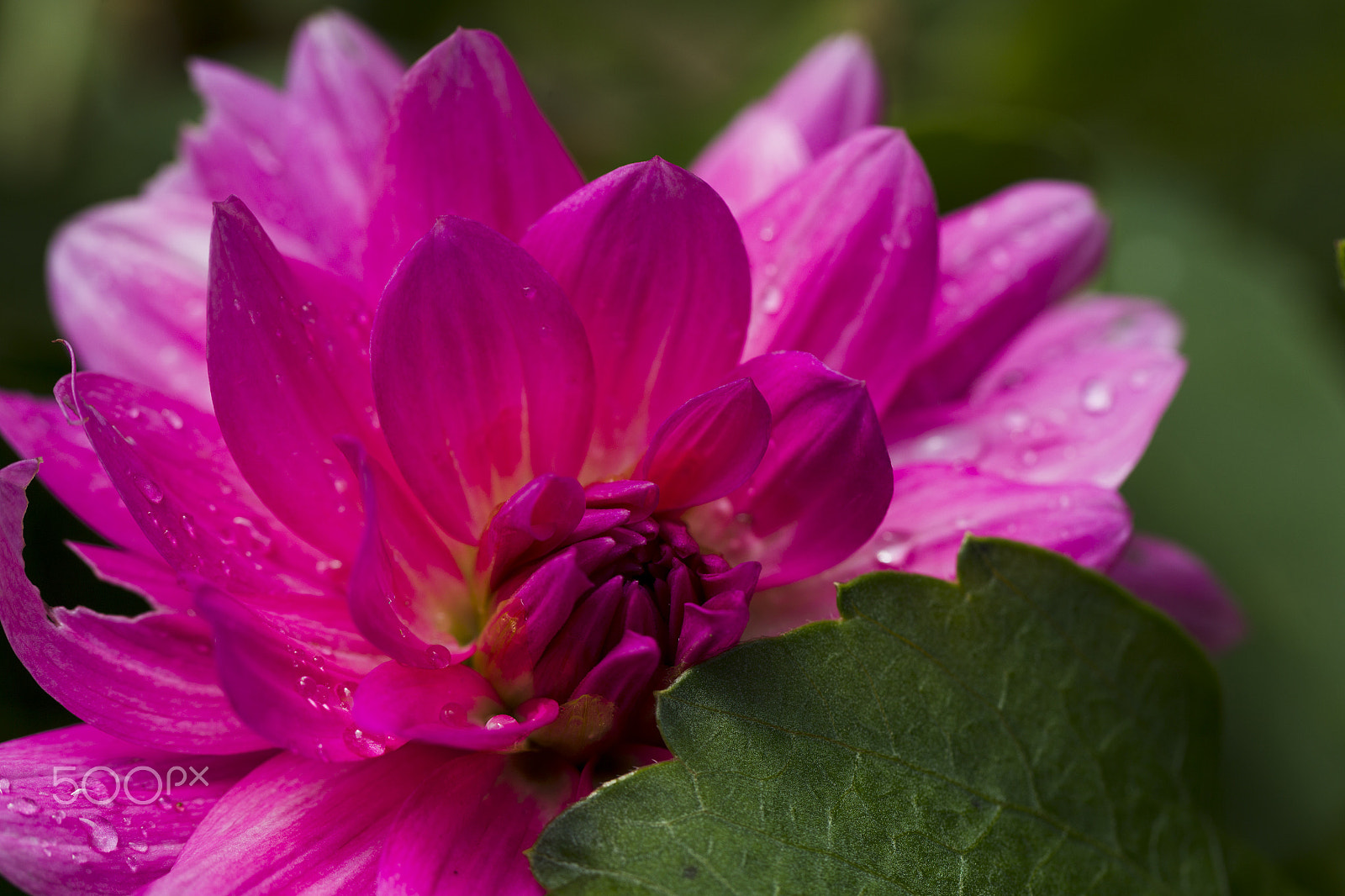 Canon EF 100mm F2.8L Macro IS USM sample photo. Pink dahlia with rain drops photography