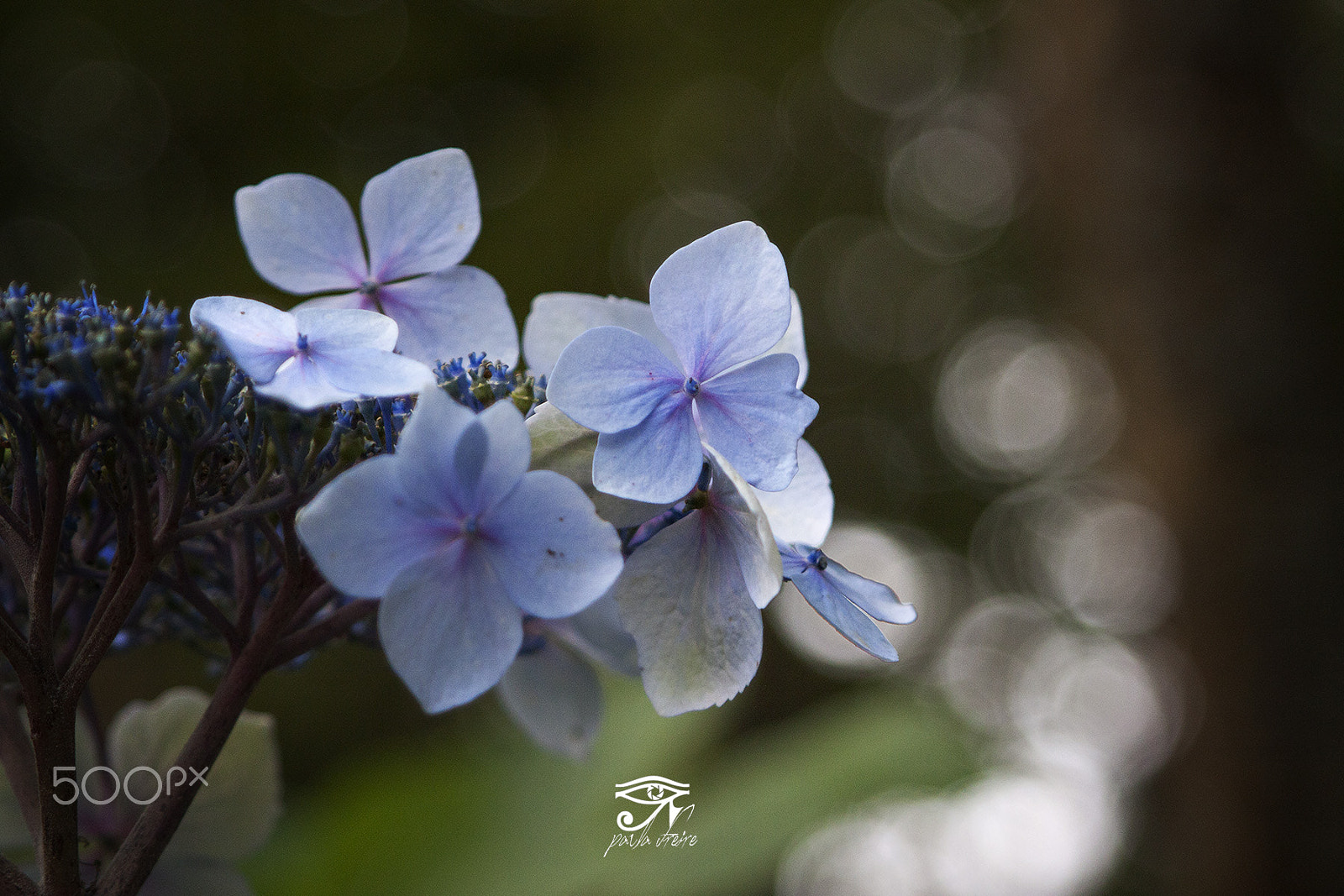 Canon EF 28-105mm f/3.5-4.5 USM sample photo. Hydrangea macrophylla photography