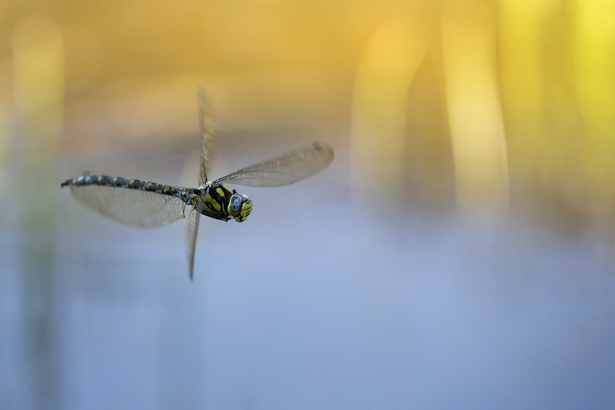 Sigma APO Macro 180mm F2.8 EX DG OS HSM sample photo. Flight of the southern hawker # 5 twilight photography
