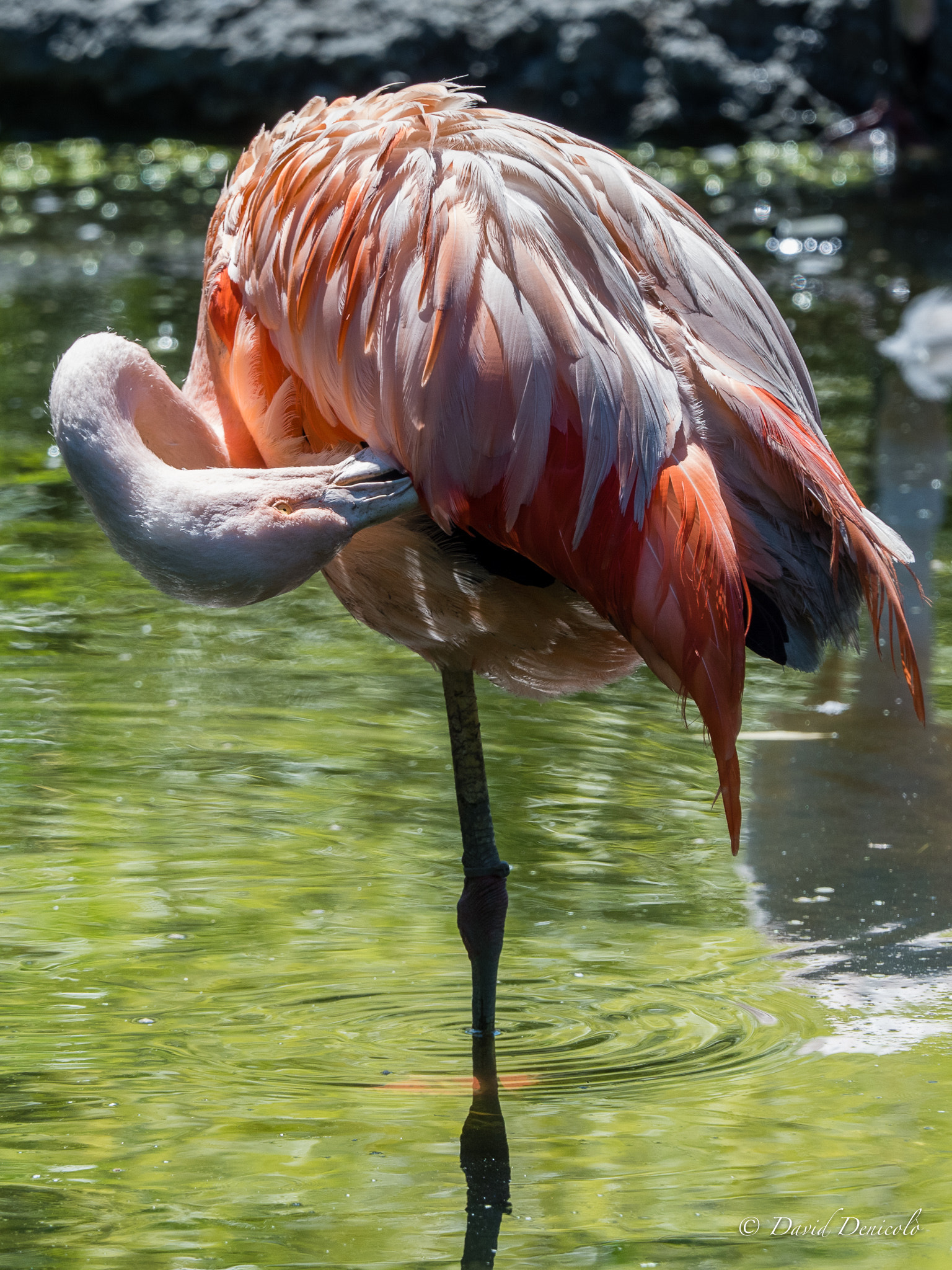 Olympus OM-D E-M5 II + Olympus M.Zuiko Digital ED 40-150mm F2.8 Pro sample photo. Pink flamingo photography