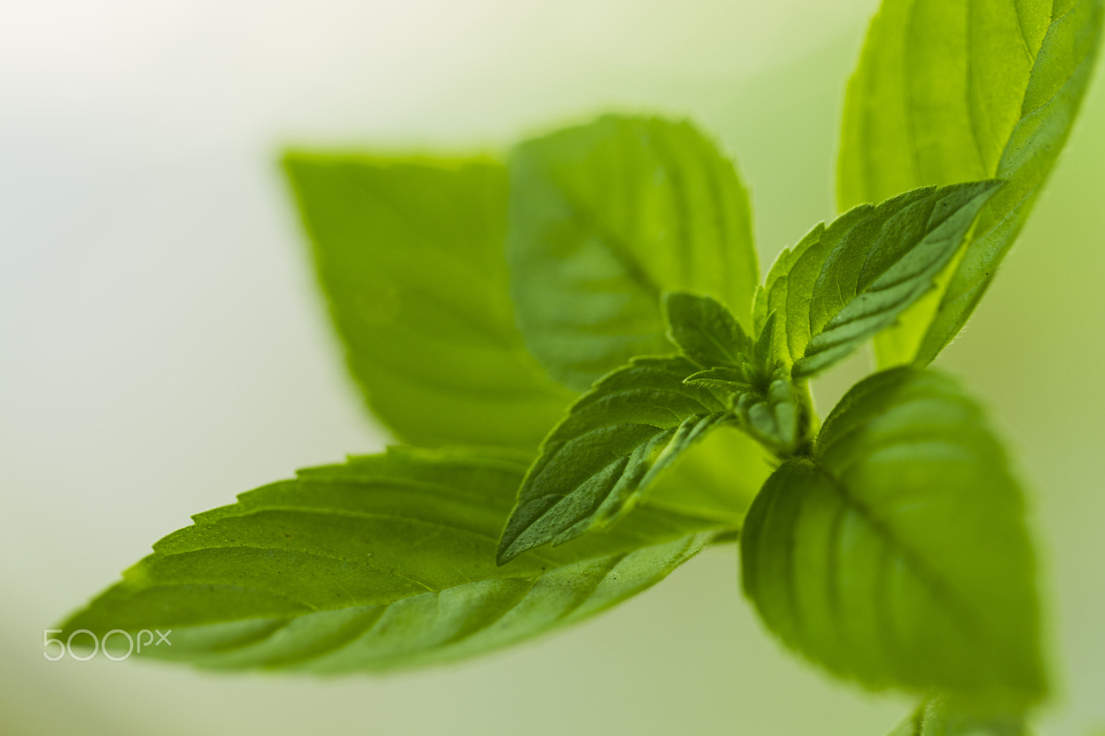 Canon EF 100mm F2.8L Macro IS USM sample photo. Fresh mint leaves photography