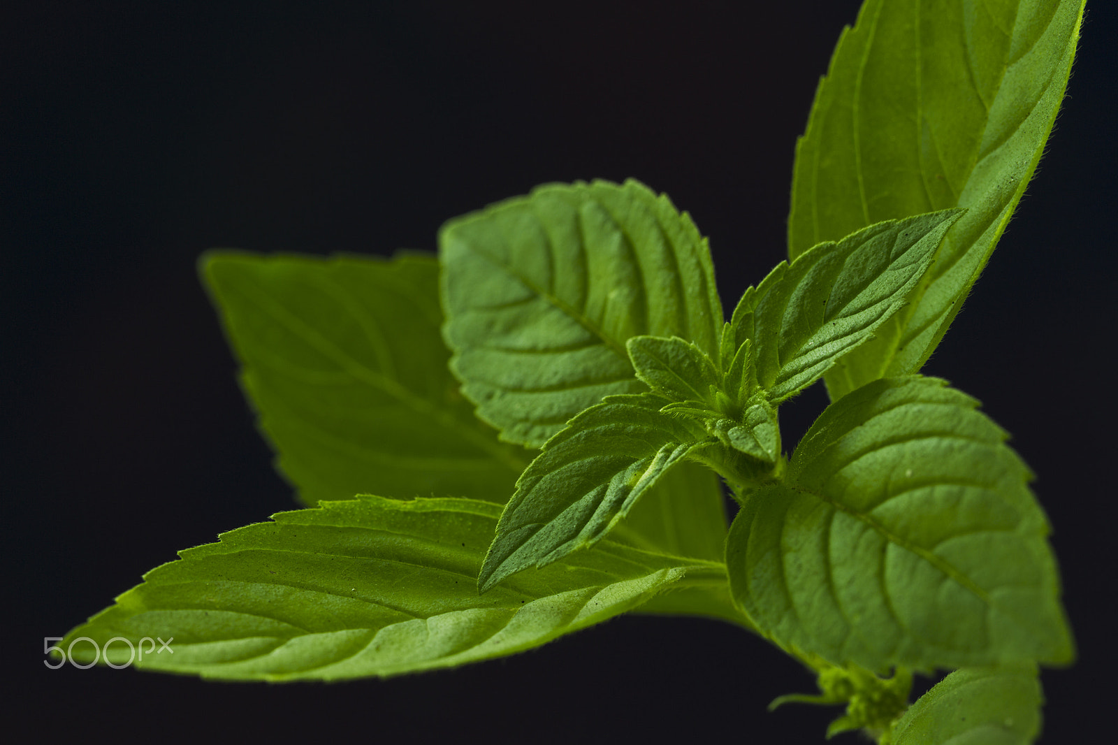 Canon EOS-1D Mark IV + Canon EF 100mm F2.8L Macro IS USM sample photo. Fresh mint leaves photography