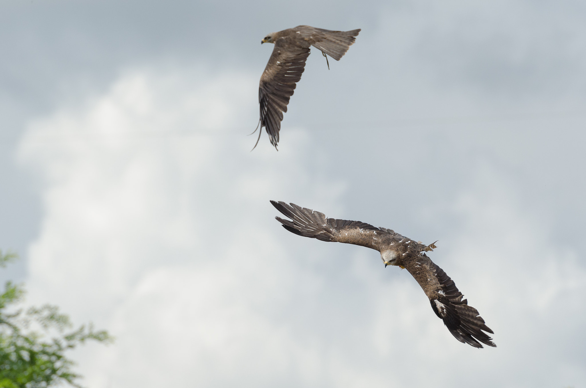 Nikon AF-S Nikkor 70-200mm F2.8G ED VR II sample photo. Freedom photography