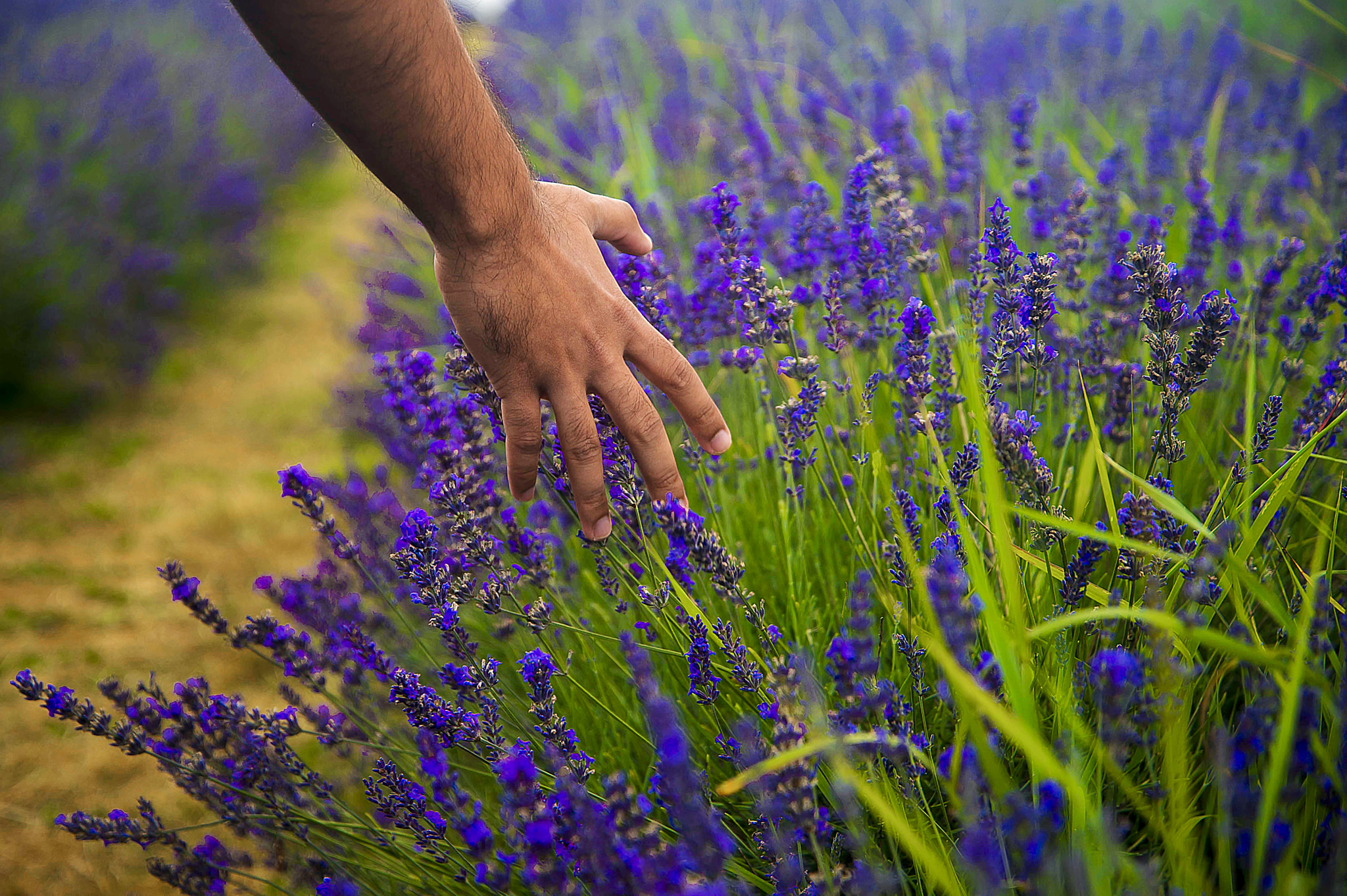 Nikon D800E sample photo. Lavenders.. photography