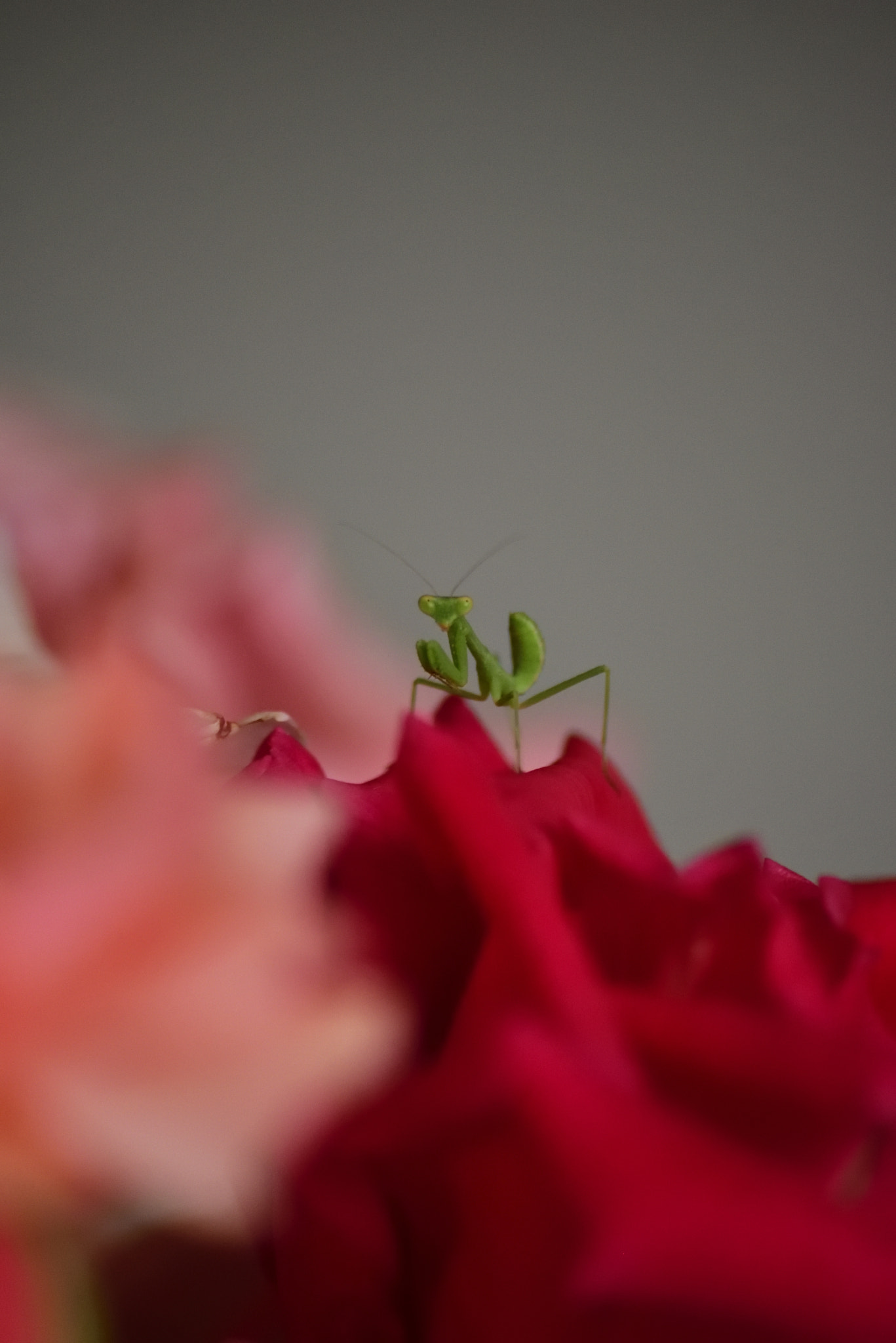 Sigma 70-300mm F4-5.6 APO Macro Super II sample photo. Tiny little mantis photography