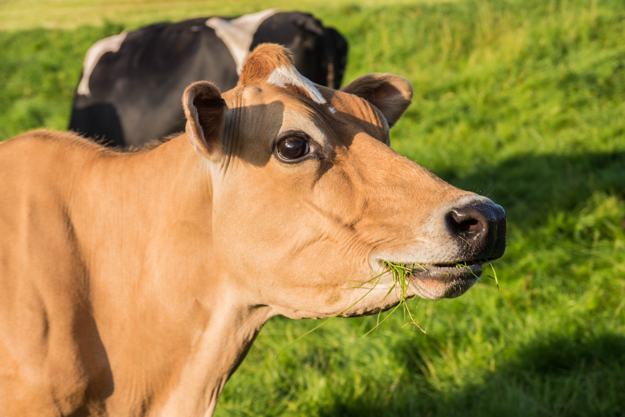 AF Zoom-Nikkor 28-105mm f/3.5-4.5D IF sample photo. Hungry cow photography
