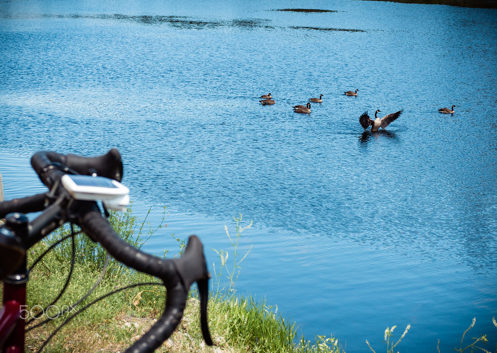Panasonic Lumix DMC-GH4 sample photo. Goose&handlebars photography