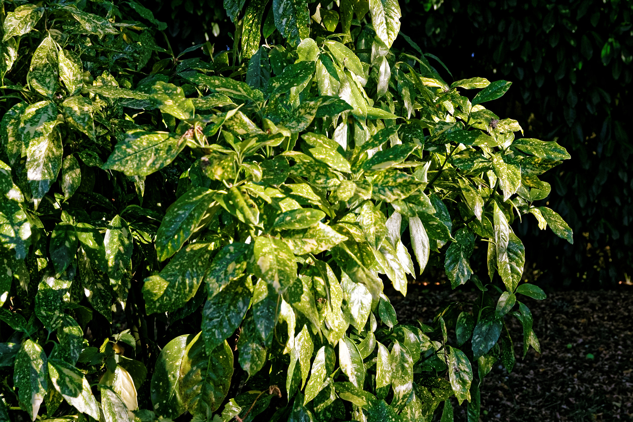 Sigma 17-70mm F2.8-4 DC Macro OS HSM sample photo. Lauriers photography