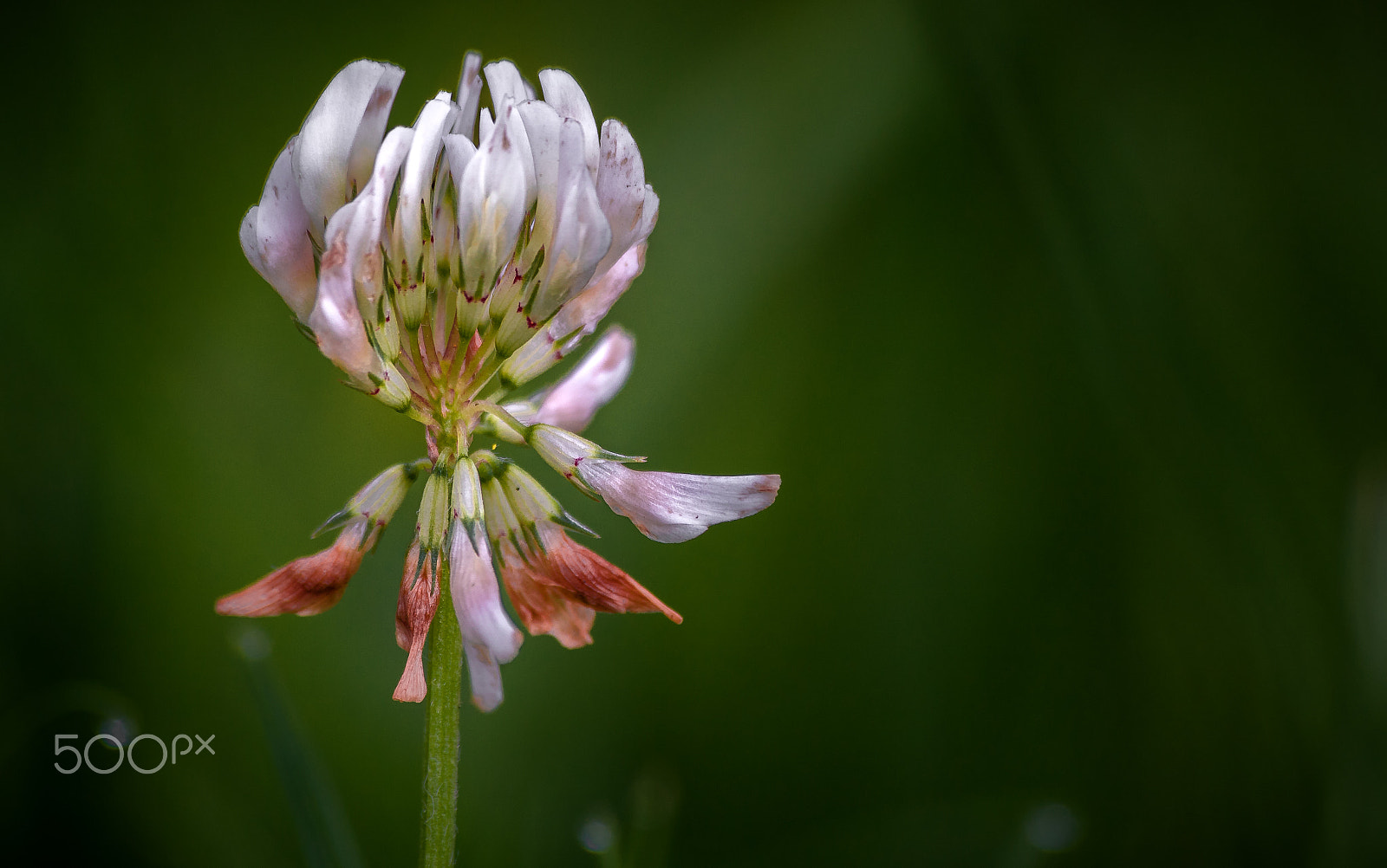 Sigma 70-300mm F4-5.6 APO DG Macro sample photo. Backyards beauty photography