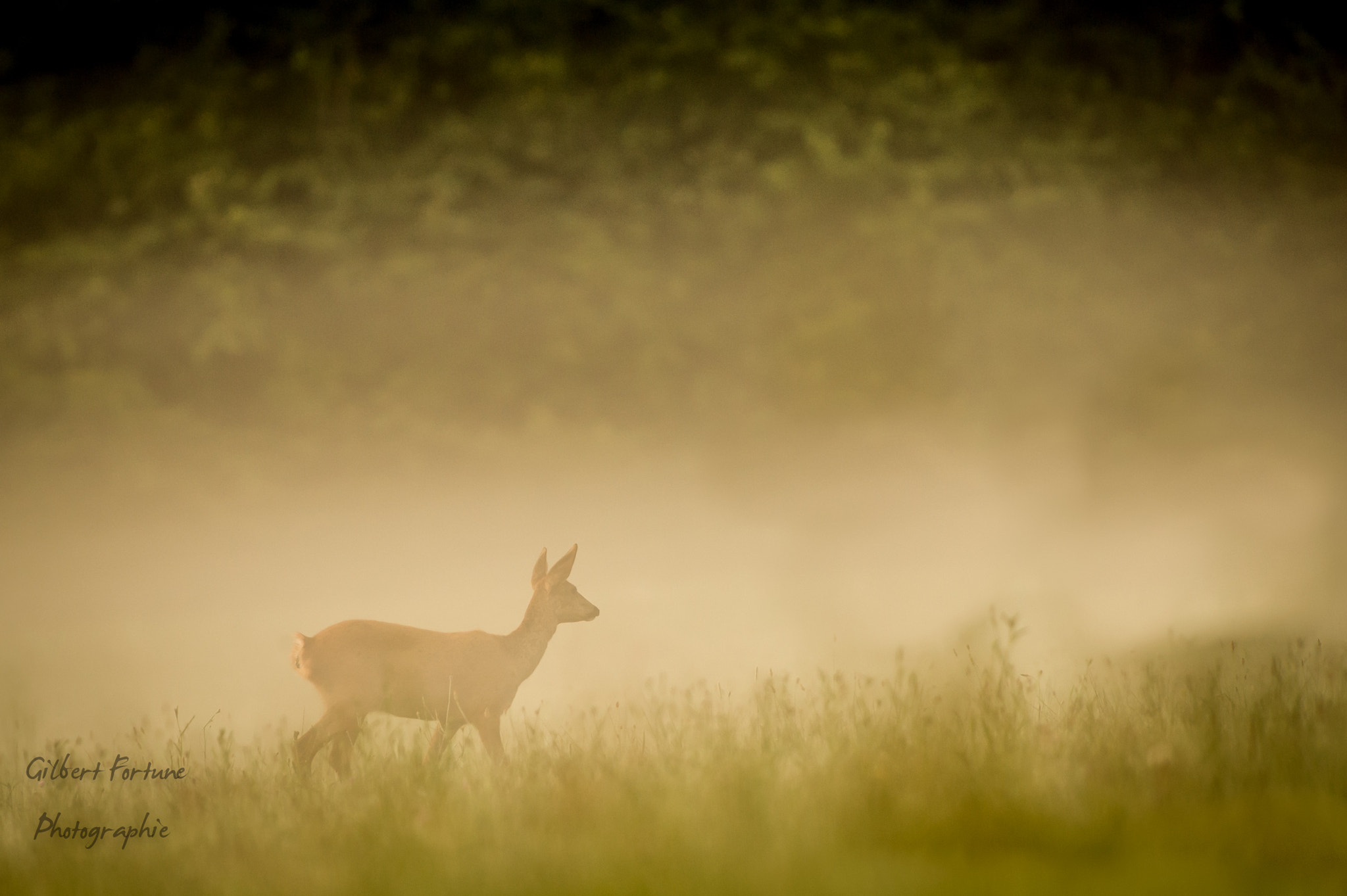 Nikon AF-S Nikkor 300mm F2.8G ED VR II sample photo. Ambiance matinale photography
