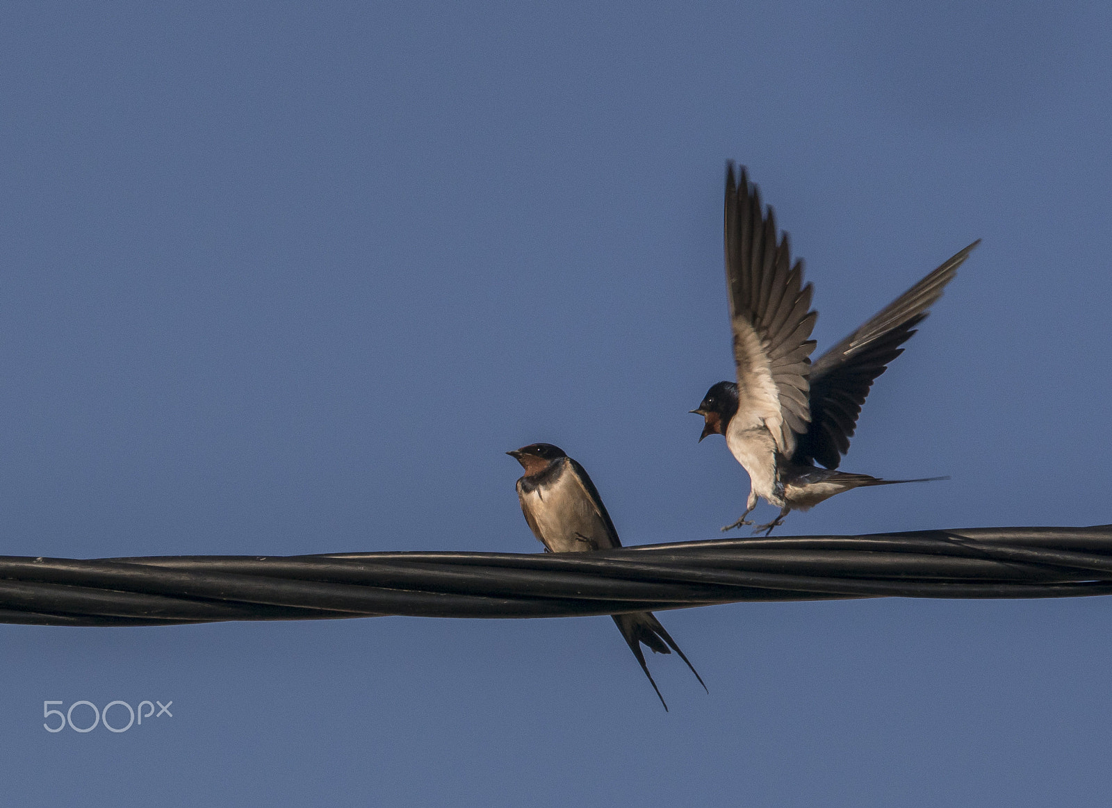 98-280mm F4 sample photo. Swallow photography