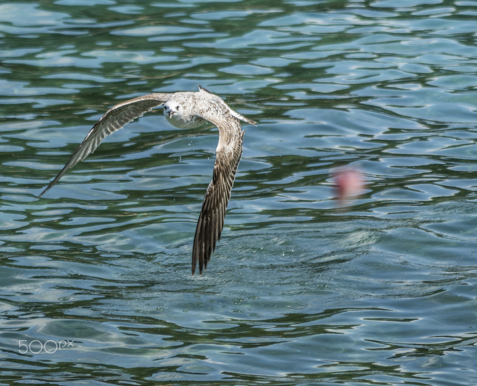 Tamron 80-300mm F3.5-6.3 sample photo. Seagull photography