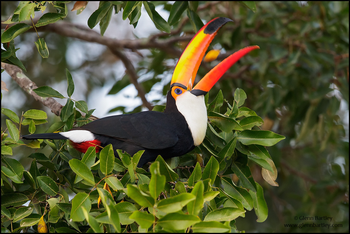 Canon EF 600mm F4L IS II USM sample photo. Toco toucan (ramphastos toco) photography