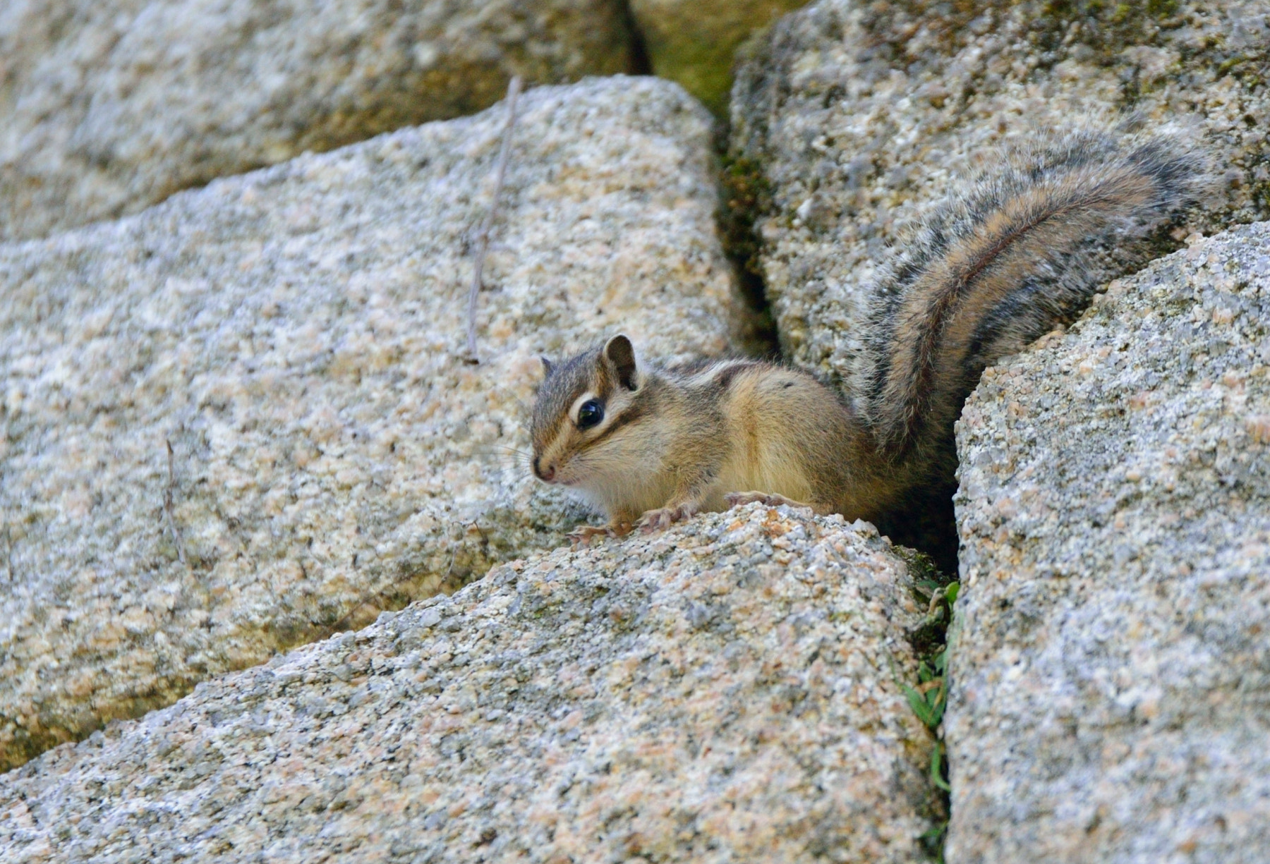Tamron SP 70-200mm F2.8 Di VC USD sample photo