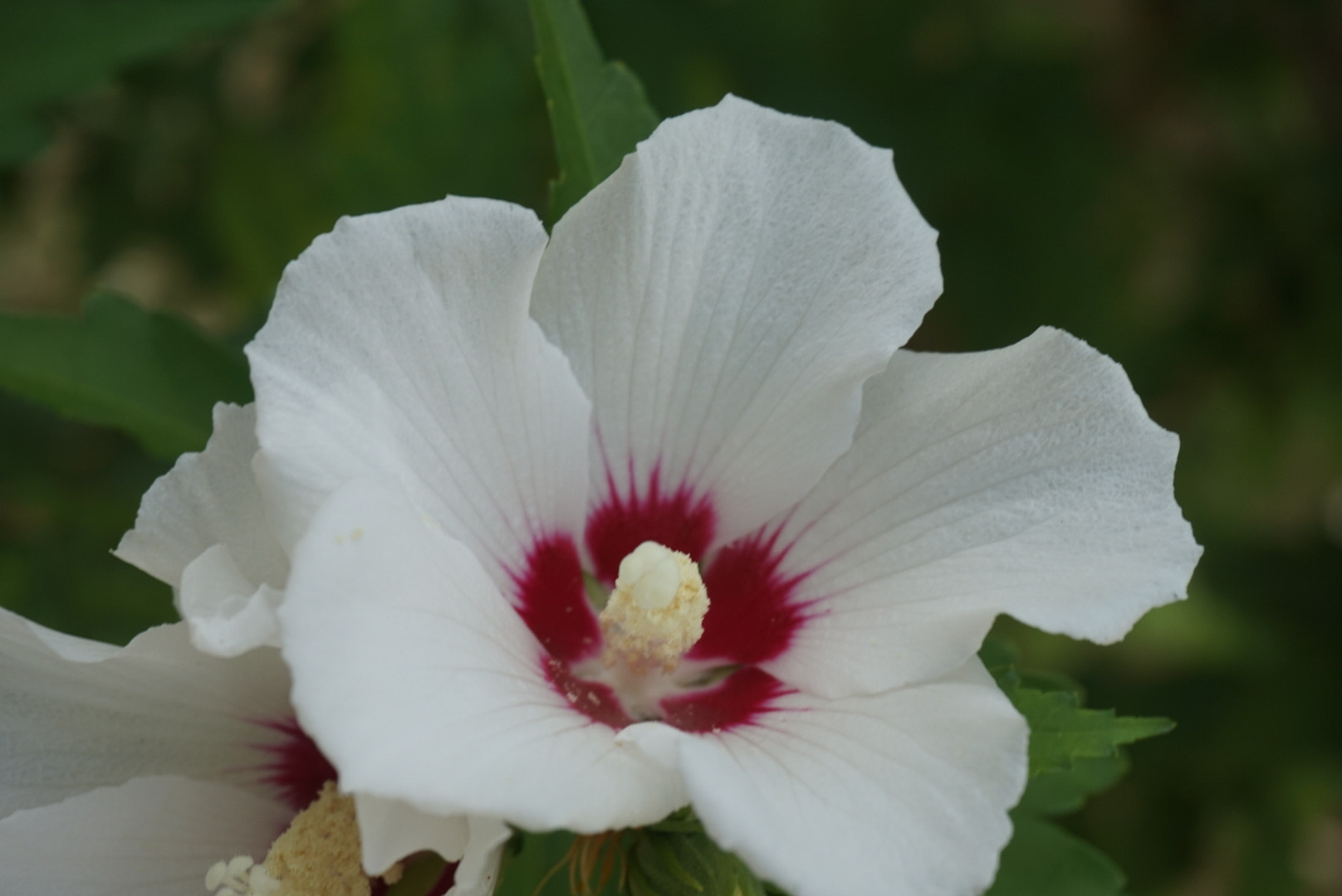 Sony Alpha QX1 sample photo. Hibiscus  photography